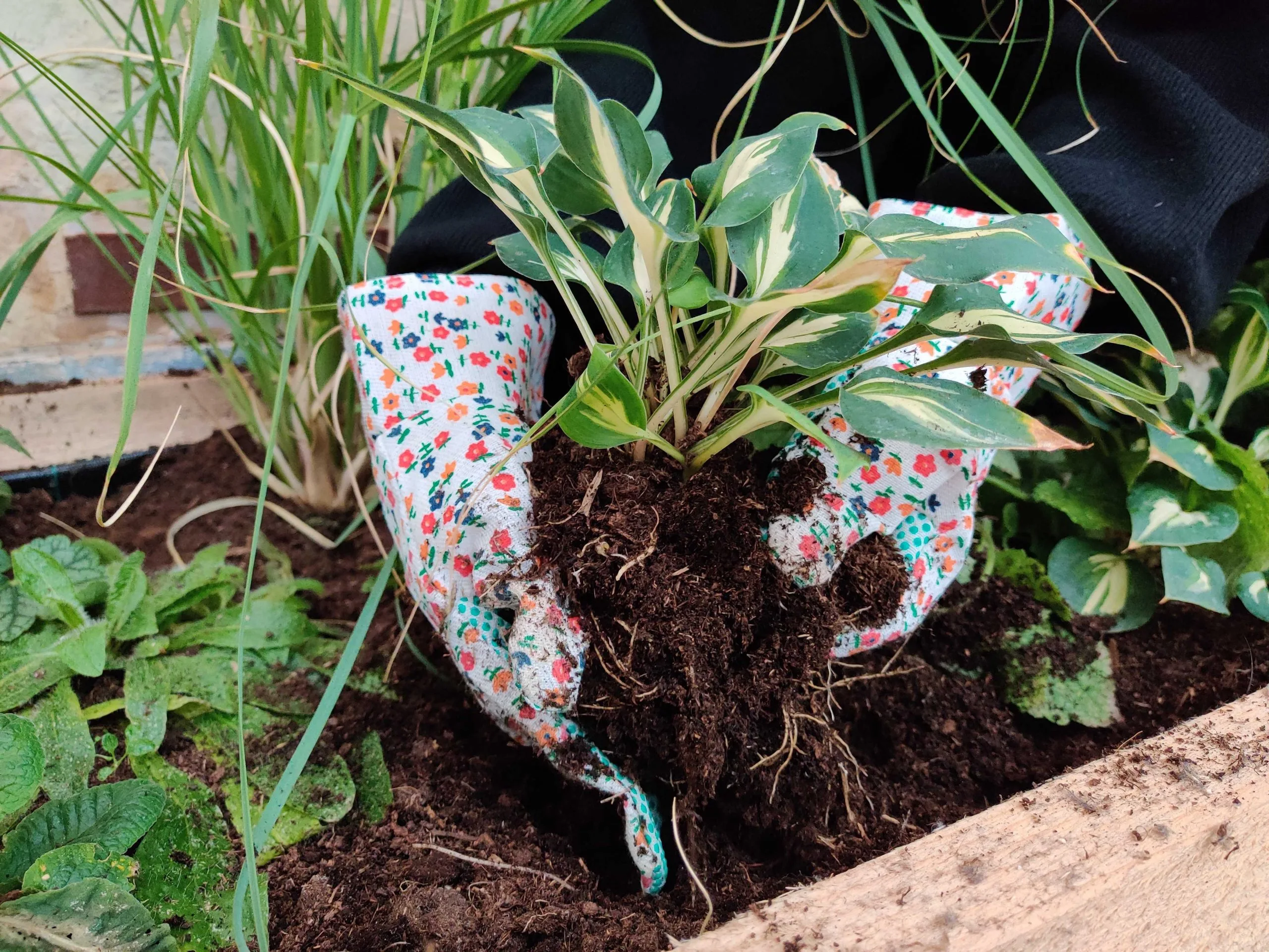 Iemand werkt met tuinhandschoenen aan in een tuin met verschillende planten in de aarde