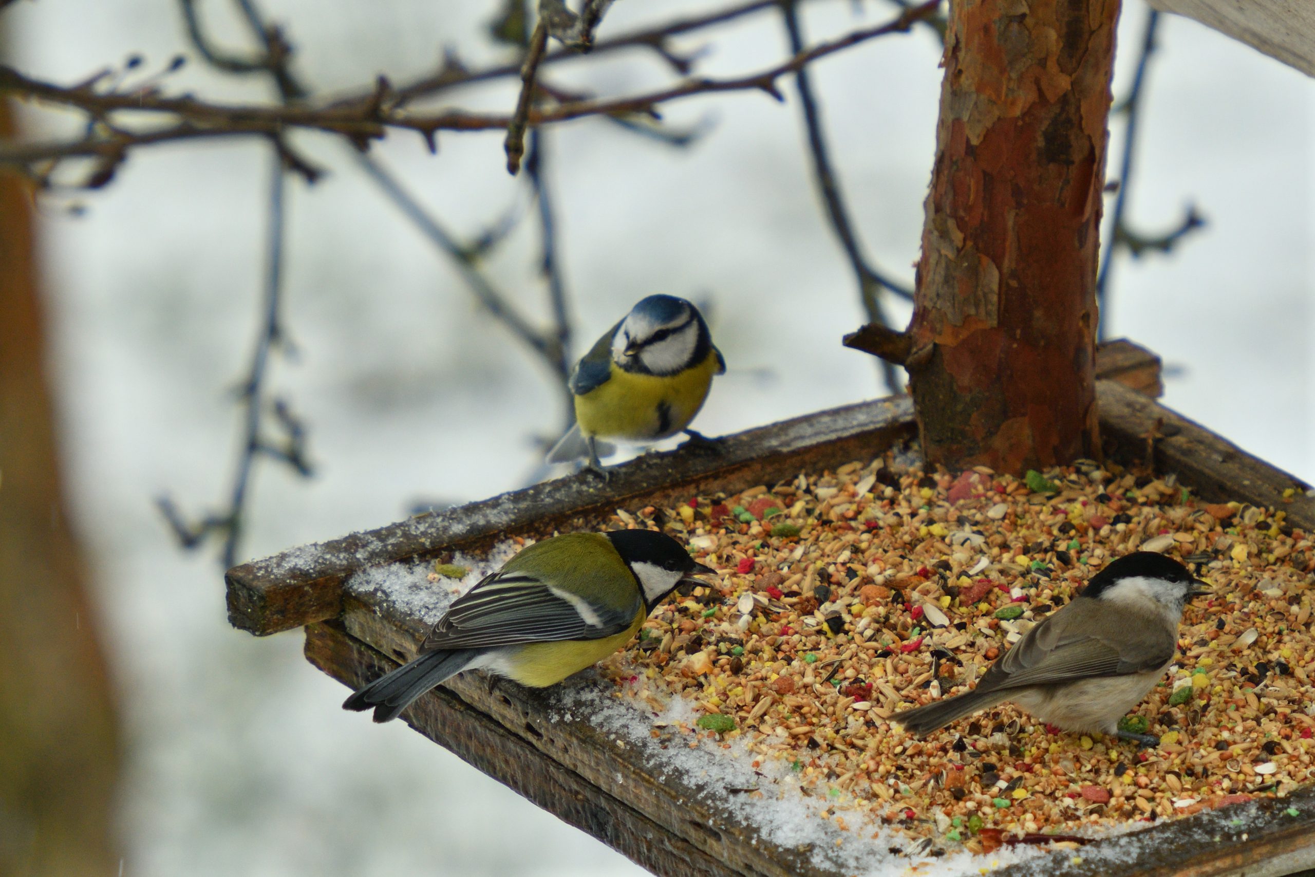 Pimpelmezen eten zaden in de winter