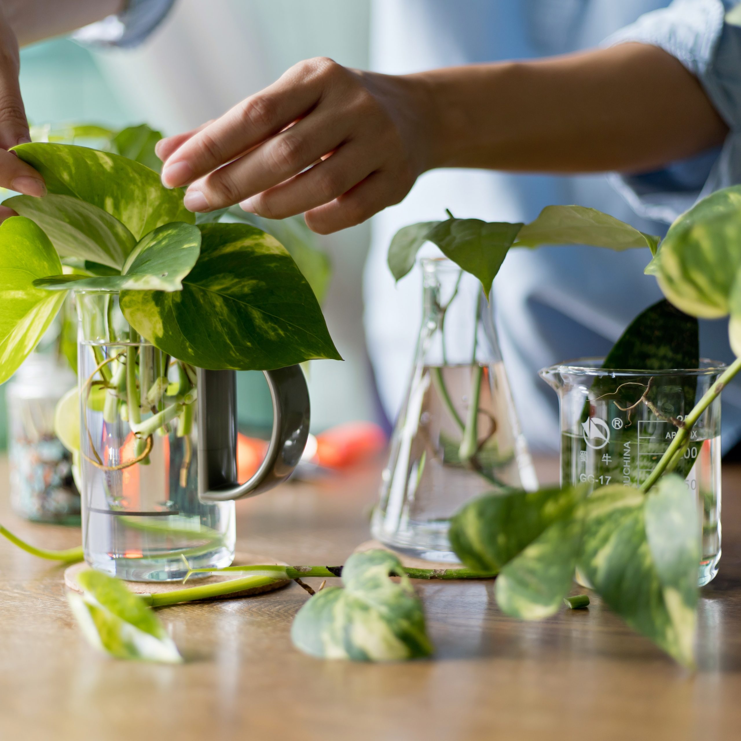 verschillende transparante glazen vaasjes met daarin stekjes van verschillende kamerplanten