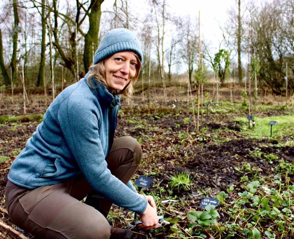 Dode blaadjes afknippen van een aardbeidenplantje, op het buitenterrein van Kwekerij Stekkers