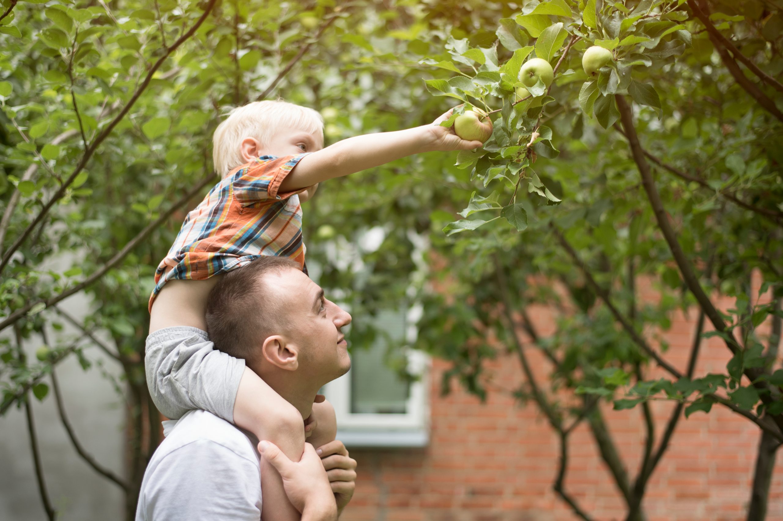 Een vader tilt zijn jonge zoon op zijn schouders, zodat de jongen een appel kan plukken uit een boom. De vader kijkt met een glimlach omhoog naar zijn zoon, die geconcentreerd reikt naar de rijpe appel. Ze bevinden zich in een groene omgeving met veel bladeren en takken om hen heen. Op de achtergrond is een bakstenen muur met een raam zichtbaar, wat de indruk wekt dat ze in een achtertuin of een soortgelijke buitenruimte zijn. De sfeer is warm en liefdevol, wat het beeld een gevoel van familie, samenwerking en plezier in de natuur geeft.