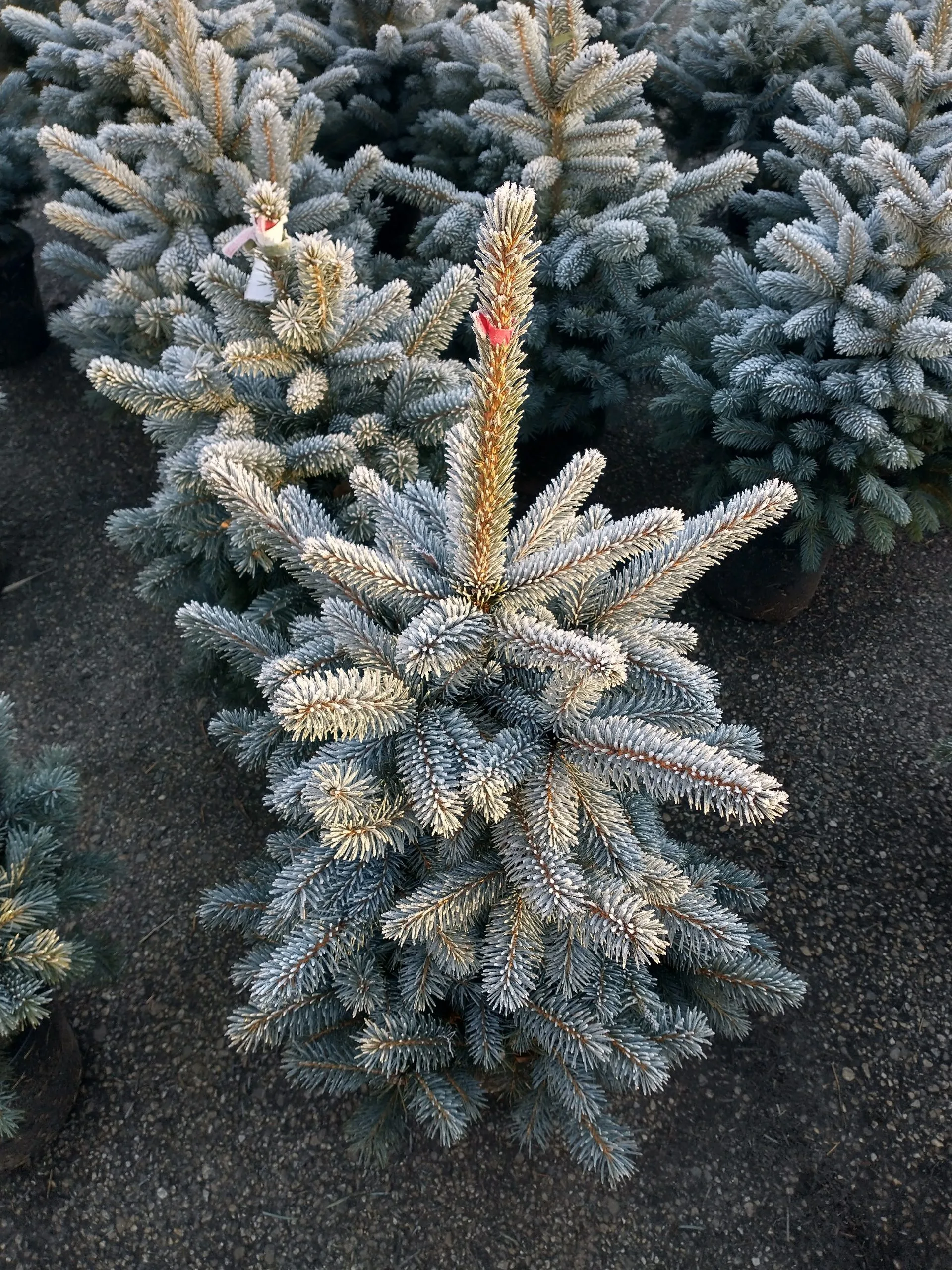 Een kerstboom bedekt met een laagje vorst op het buitenterrein van Steck in Utrecht Overvecht