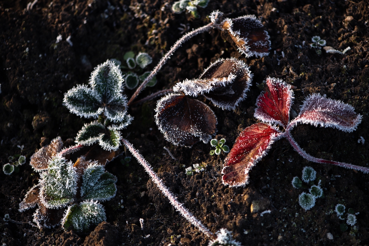 Aardbeienplant met vorst bedekt in de winter