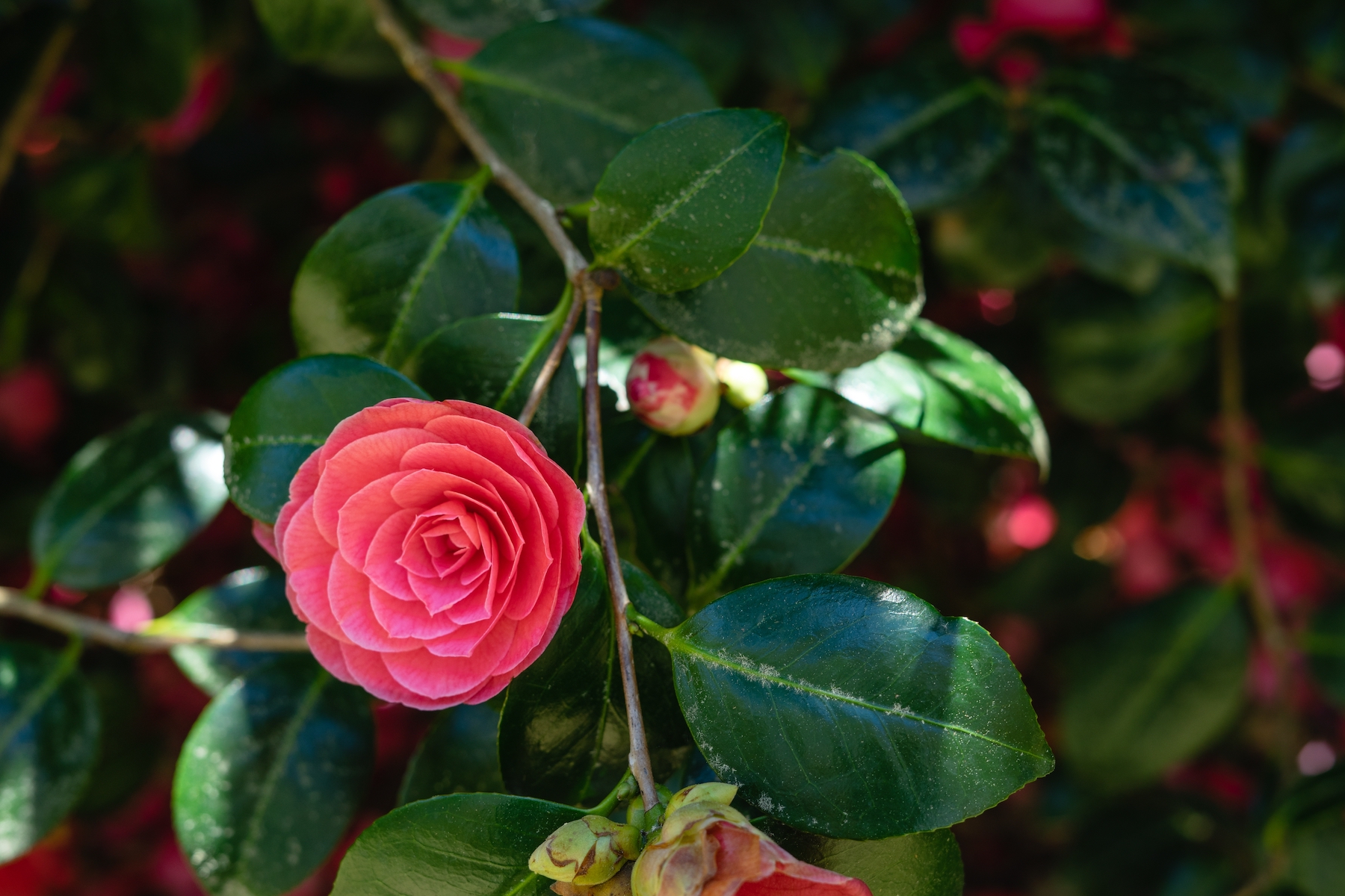 Japanse roos (Camellia Japonica)