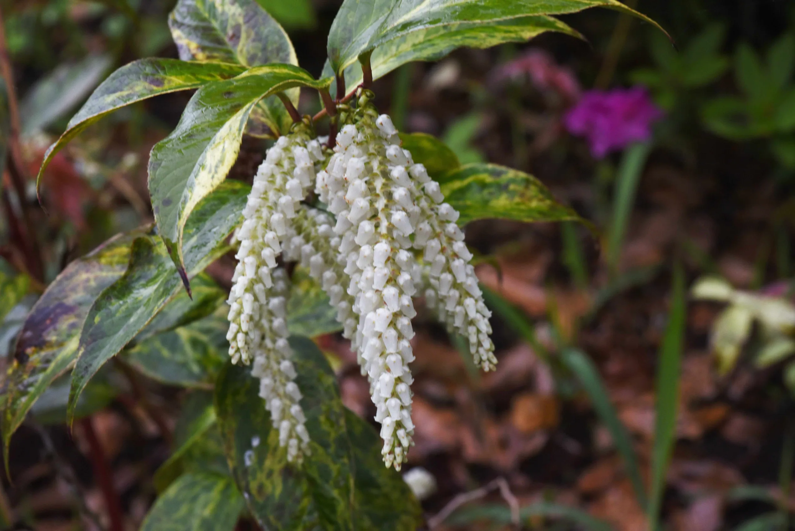 Druifheide (leucothoe fontanesiana), een winterbloeiende tuinplant, bij tuincentrum Steck in Utrecht Overvecht in de winter