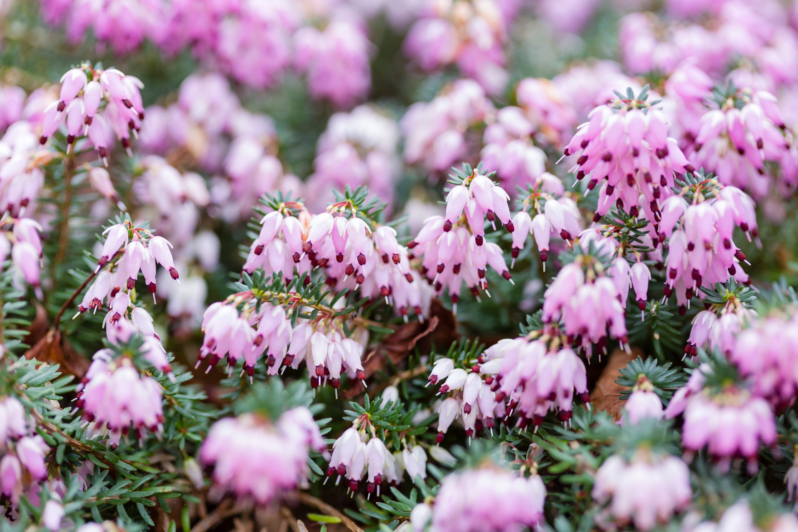 Winterheide (erica) staat in bloei, met allerlei roze bloemen