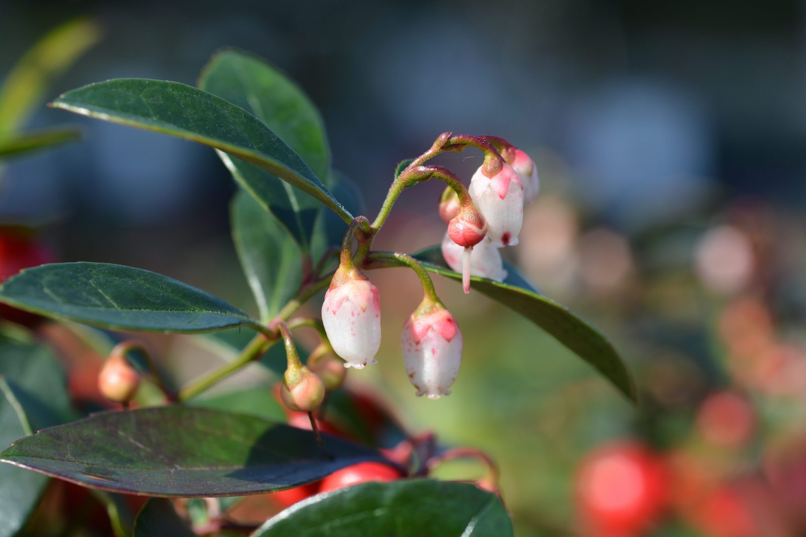 Bergthee (gaultheria procumbens)