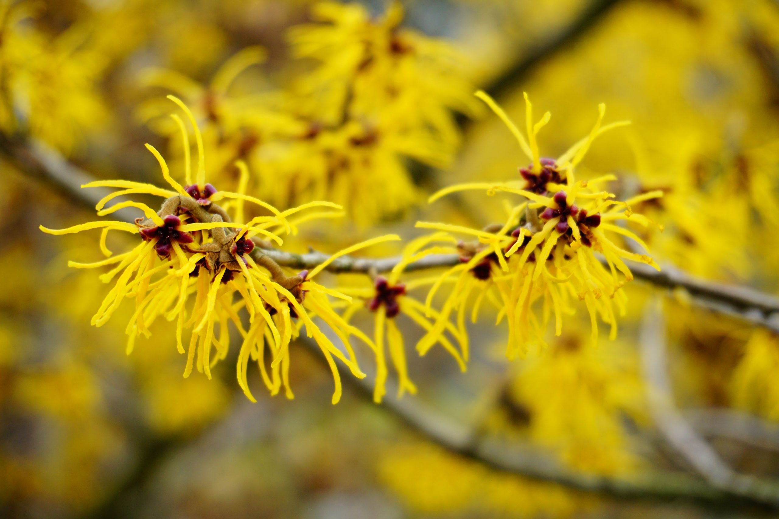 Toverhazelaar (hamamelis)