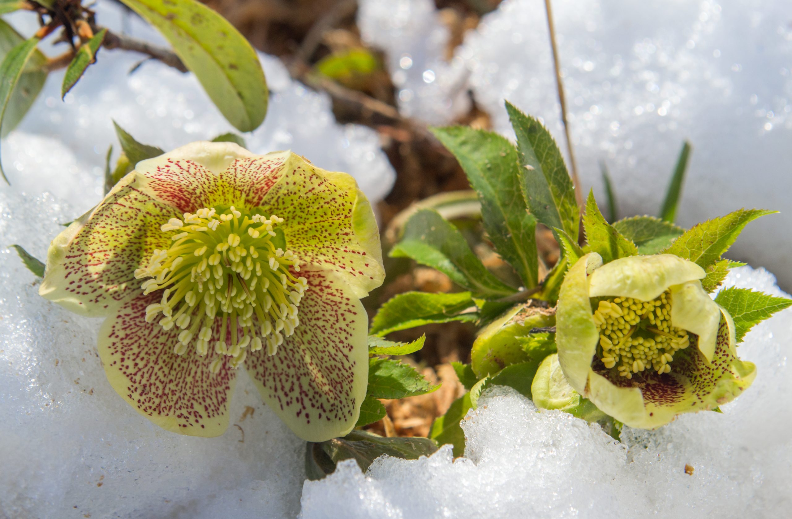 Een bloeiende helleborus, kerstroos, deels bedekt met sneeuw