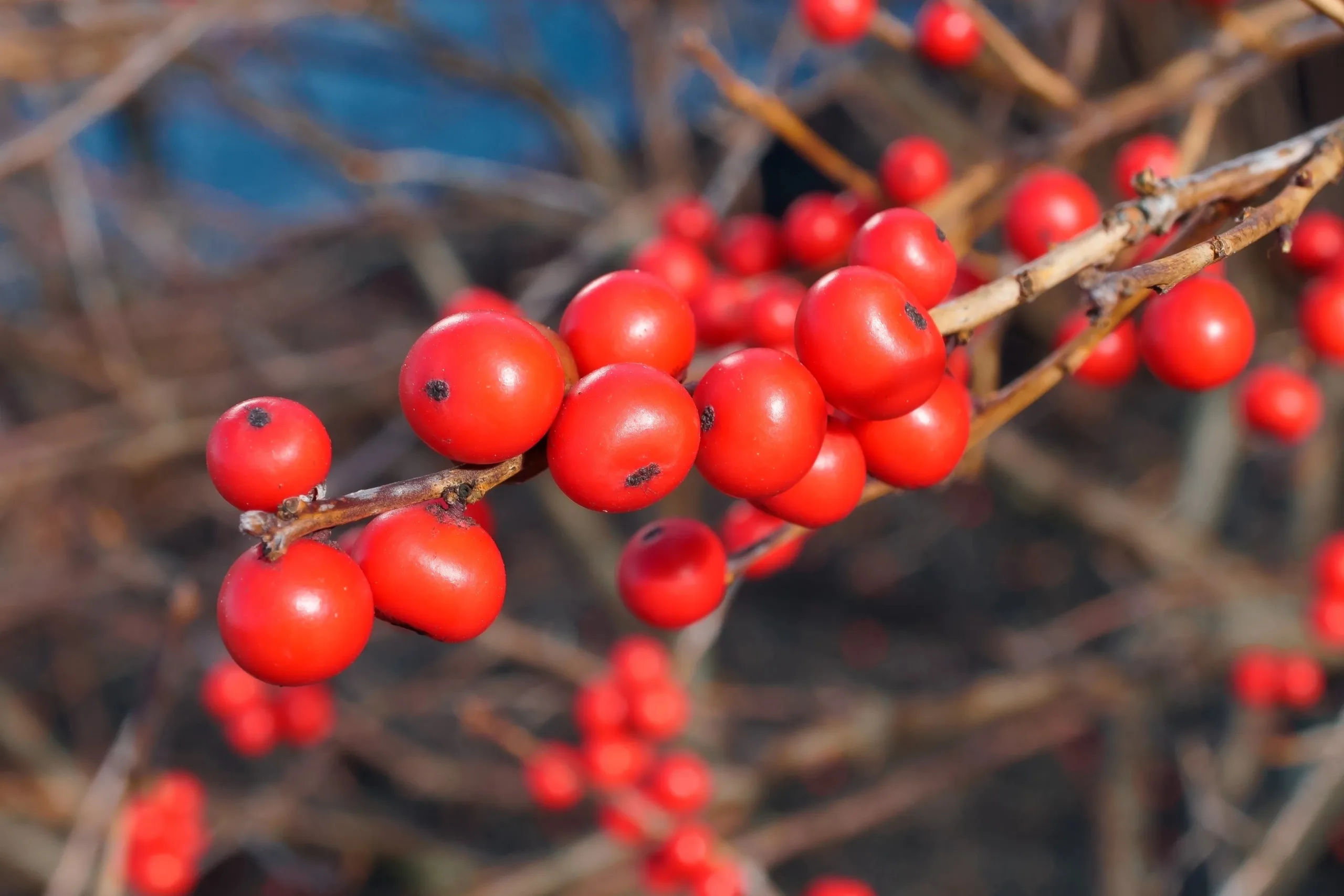 Hulst (ilex), een winterbloeiende tuinplant, bij tuincentrum Steck in Utrecht Overvecht in de winter