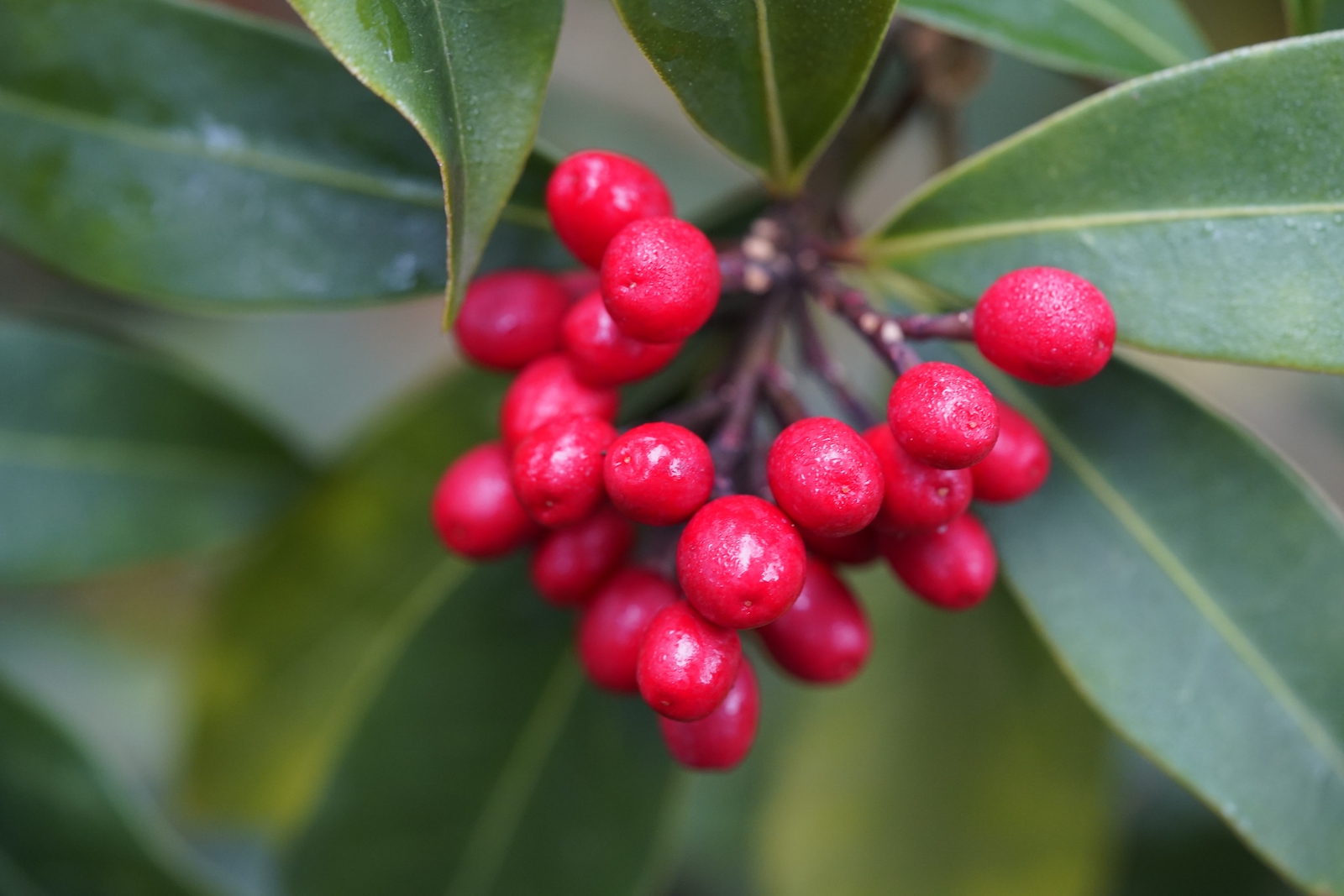 Skimmia Japonica