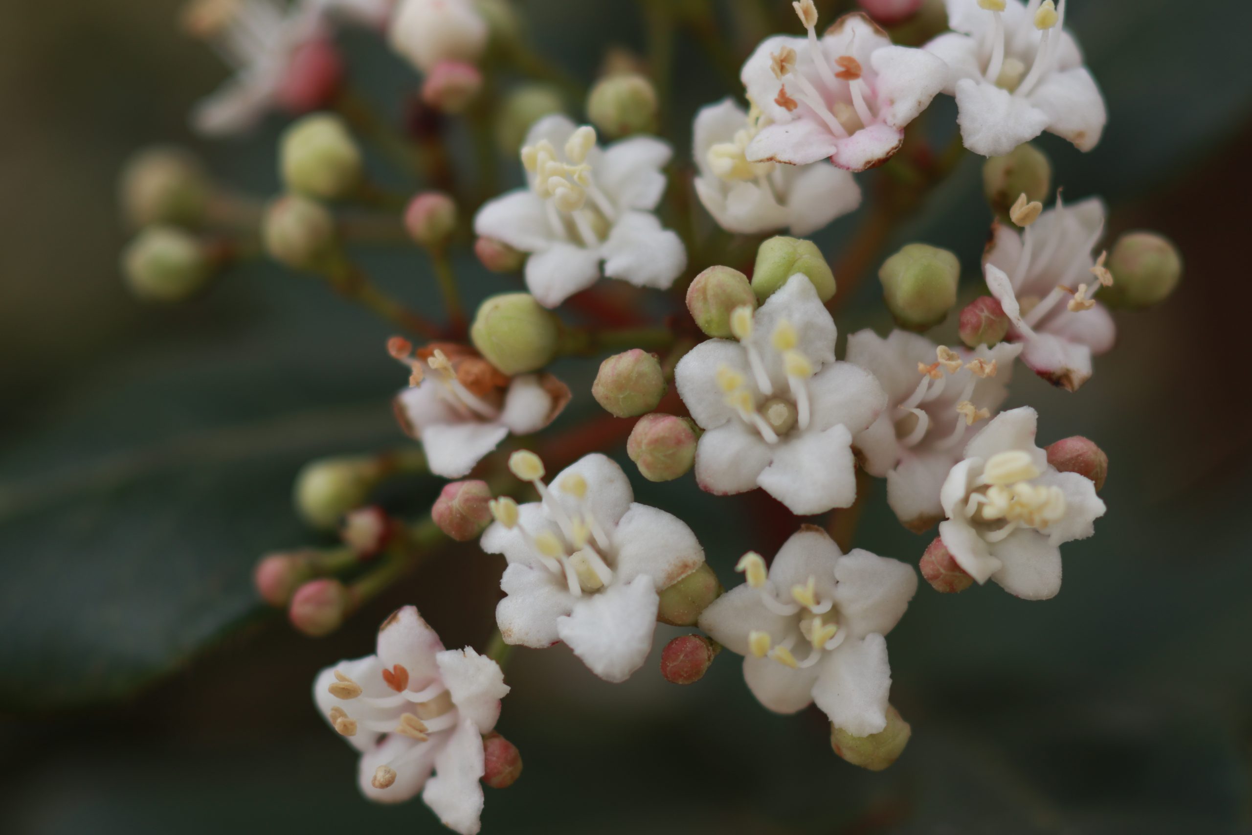 Sneeuwbal plant, ook bekend als Viburnum Tinus