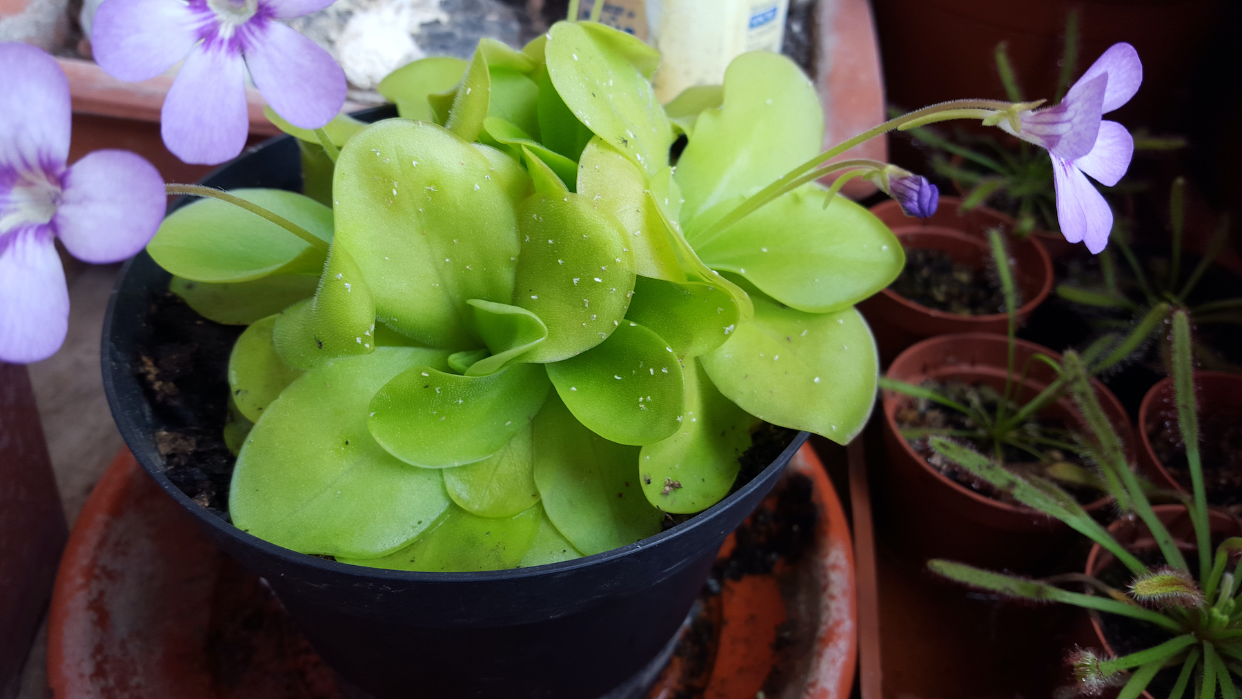 Pinguicula, een vleesetende plant, met bloem