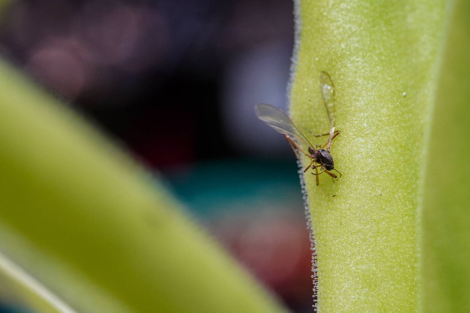 Een vliegje op het blad van een 'vetblad' (Pinguicula)