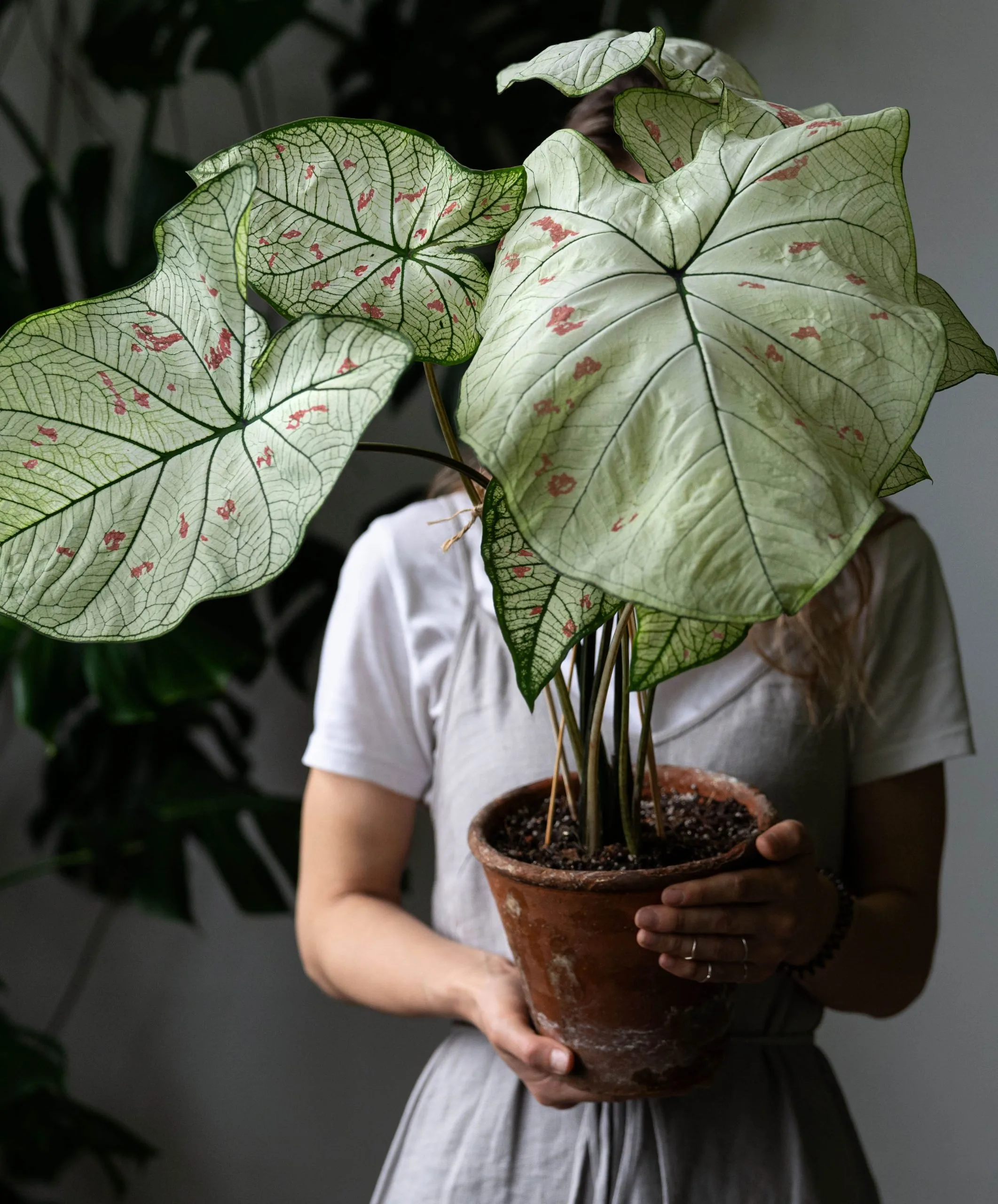 Een kamerplant in pot worddt vastgehouden in iemands handen