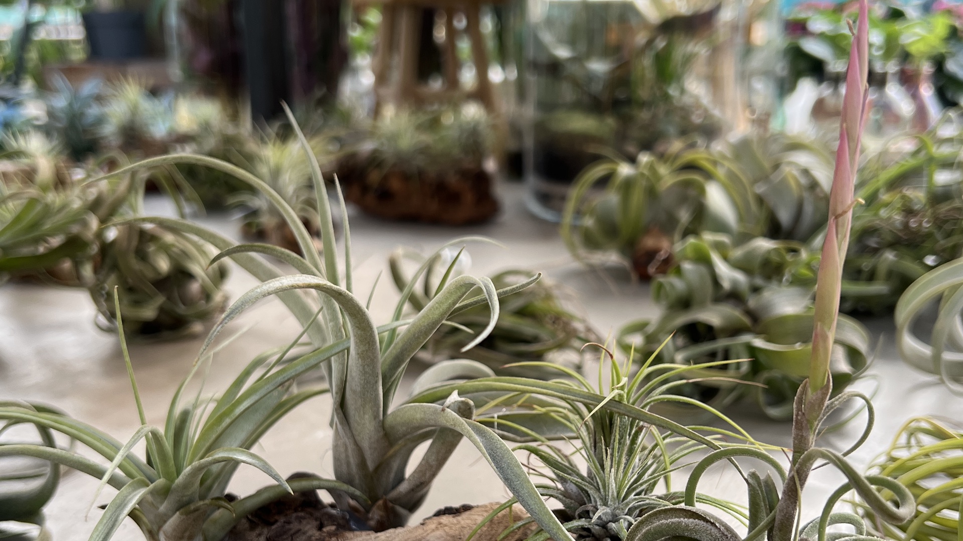 Een aantal tillandsia's, luchtplantjes, bij elkaar