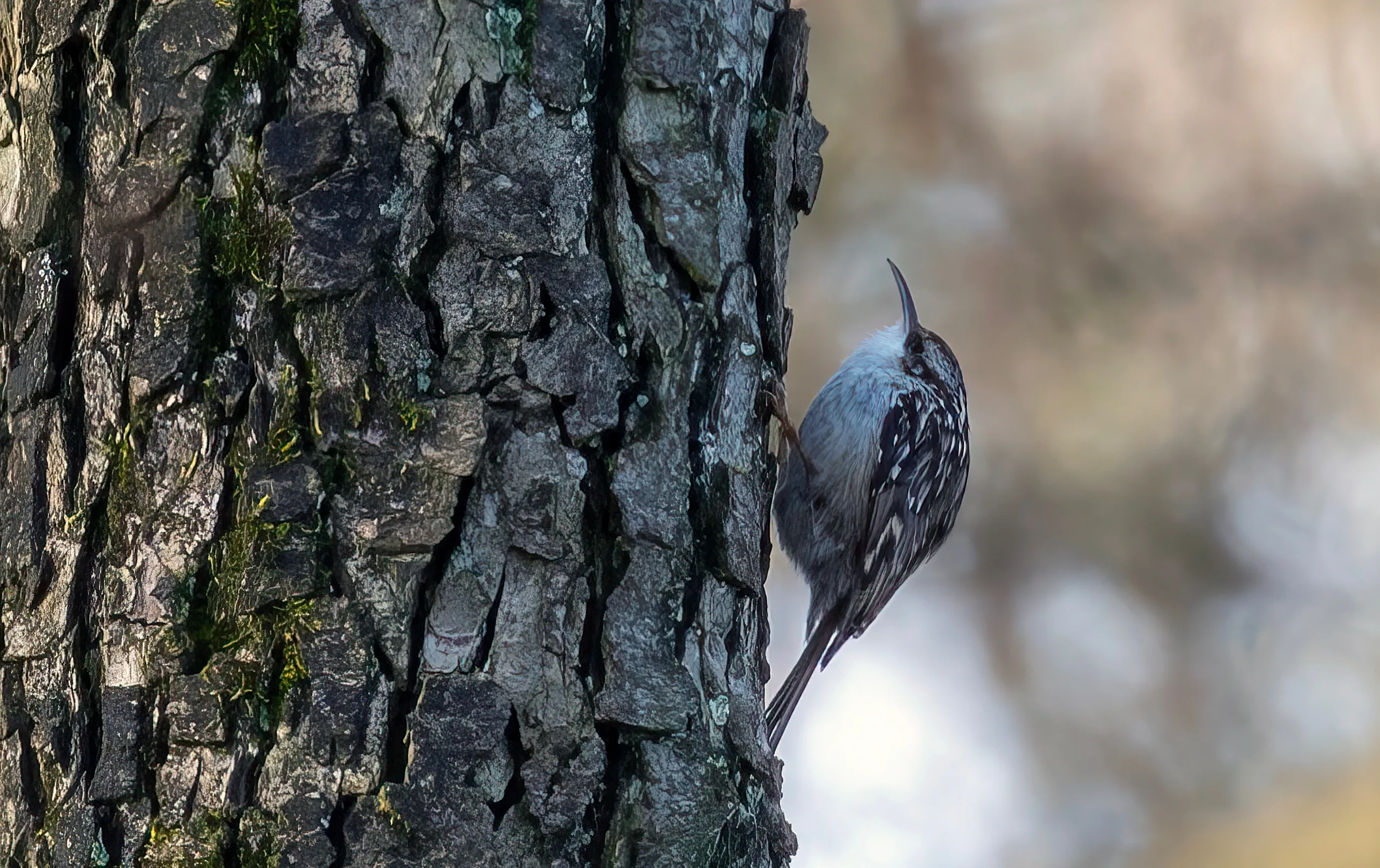 Een boomkruiper zit op de stam van een boom, omringd door mos en schors. De vogel heeft een bruin verenkleed met lichtere strepen en een witte buik. De achtergrond is zacht en wazig, waardoor de boomkruiper en de textuur van de boom duidelijk naar voren komen.