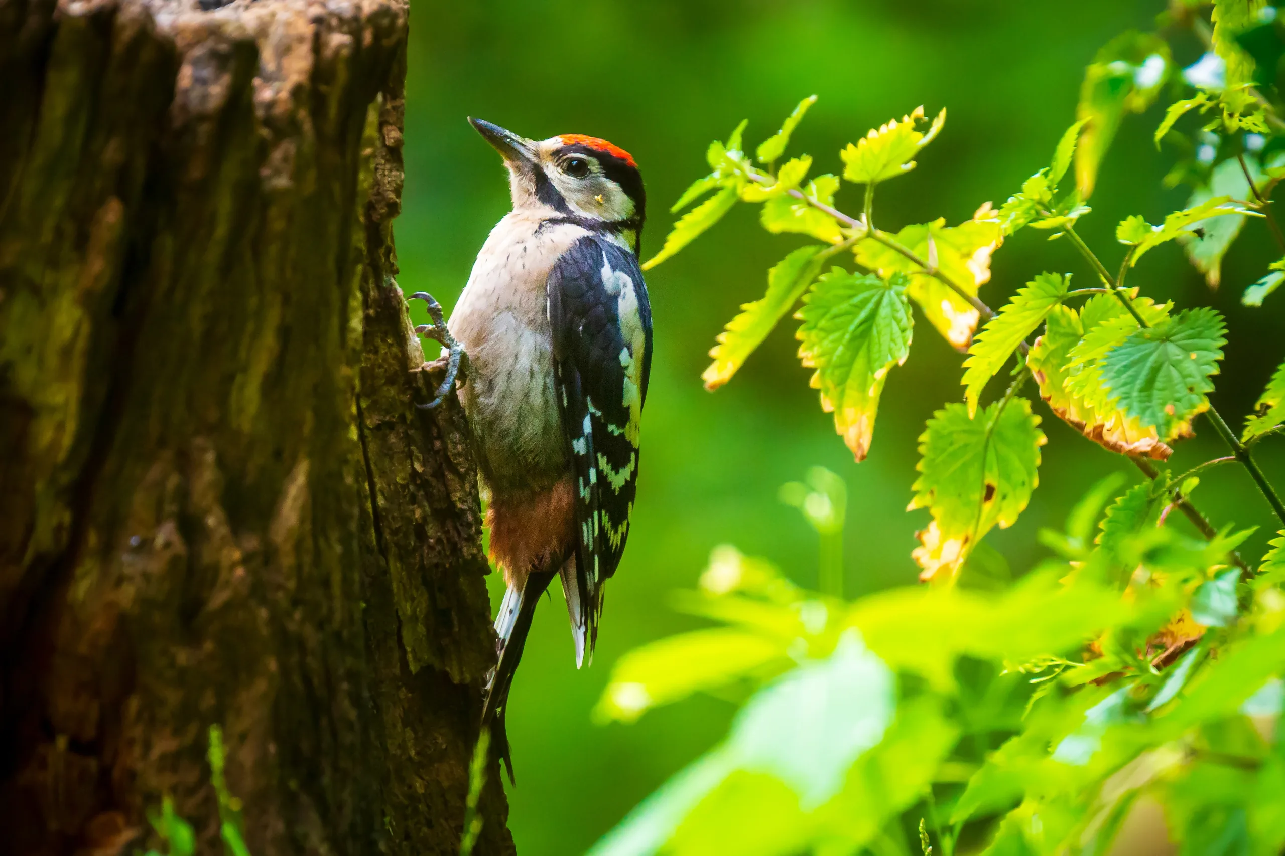 Een grote bonte specht zit op de stam van een boom, omringd door groene bladeren. De vogel heeft een zwart-wit verenkleed met een rode vlek op zijn kop en onderstaart. De specht is gefotografeerd in een natuurlijke omgeving met een rustige, wazige achtergrond die de vogel benadrukt.