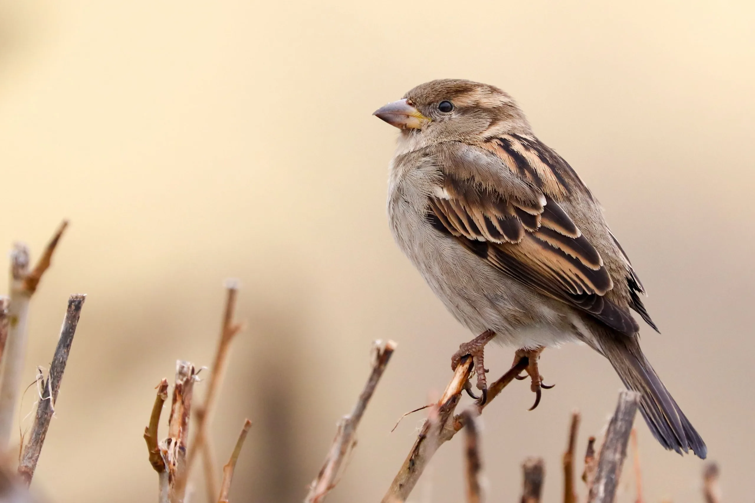 Een mus zit op een tak, omringd door groene bladeren en bloemen. De vogel heeft een bruin verenkleed met zwarte strepen, een grijze borst en een korte, stevige snavel. De achtergrond is zacht en wazig, waardoor de mus duidelijk naar voren komt.