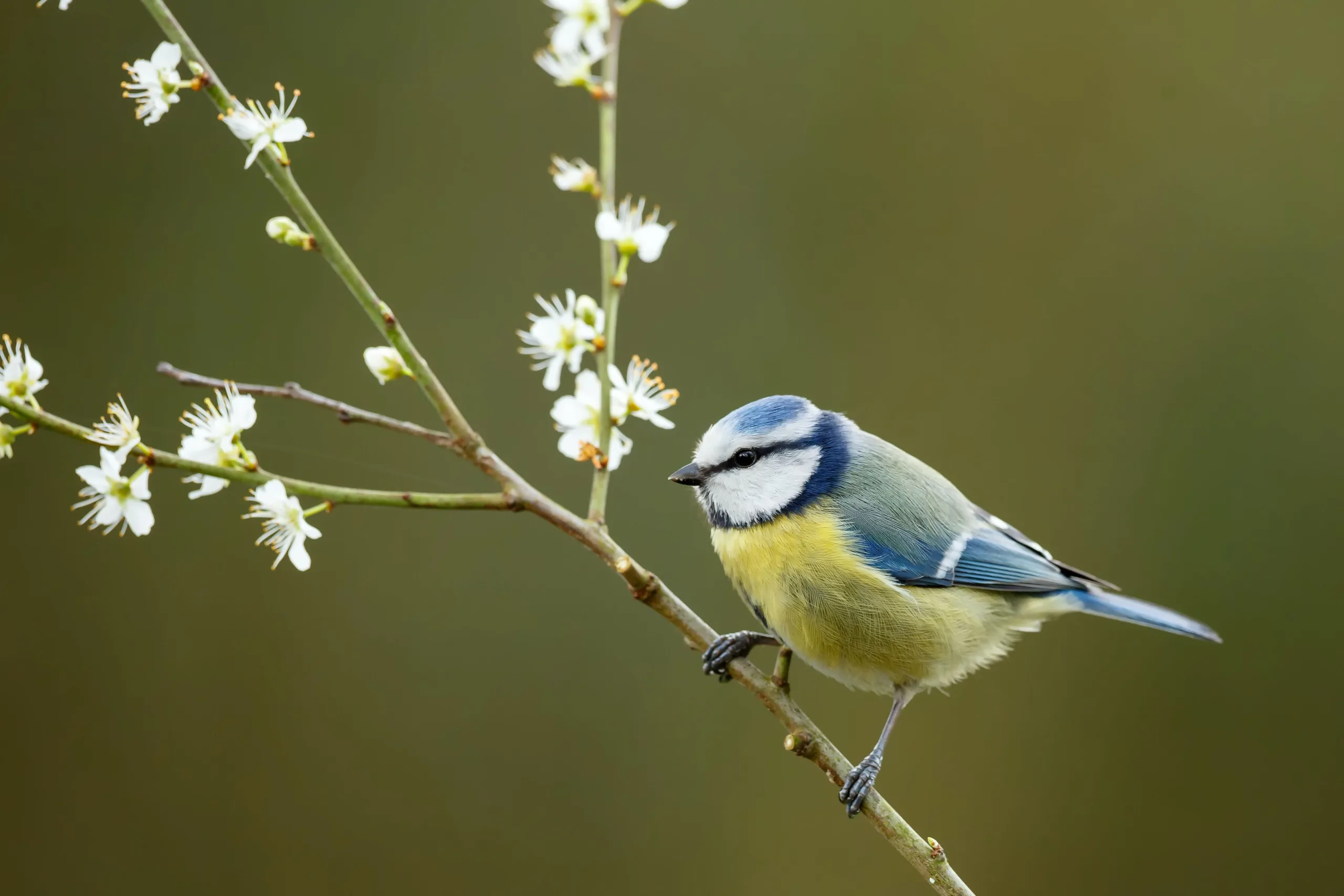 Een pimpelmees zit op een dunne tak, omringd door bloesems. De vogel heeft een helderblauwe kop, gele borst en witte wangen met zwarte strepen door zijn ogen. De achtergrond is zacht en wazig, waardoor de pimpelmees en de bloesems duidelijk op de voorgrond staan.