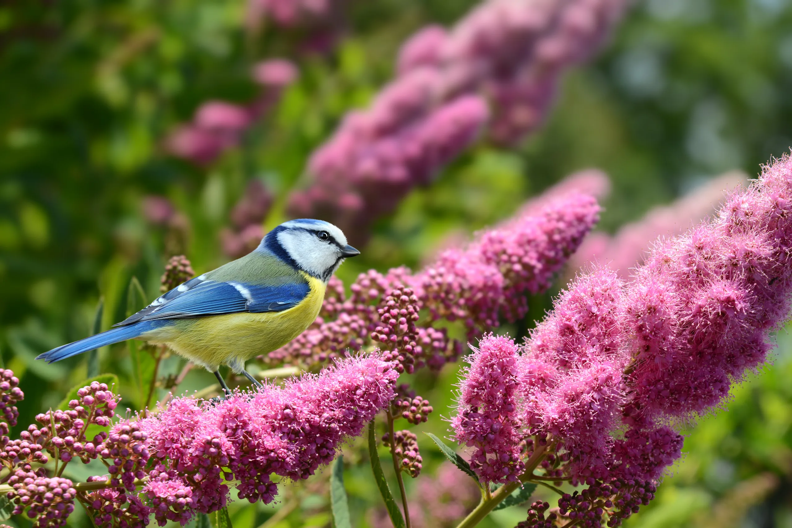 "Een pimpelmees zit op een tak, omringd door groene bladeren. De vogel heeft een helderblauwe kop, gele borst en witte wangen, met zwarte strepen die door zijn ogen lopen. De achtergrond is zacht en wazig, waardoor de pimpelmees duidelijk naar voren komt."