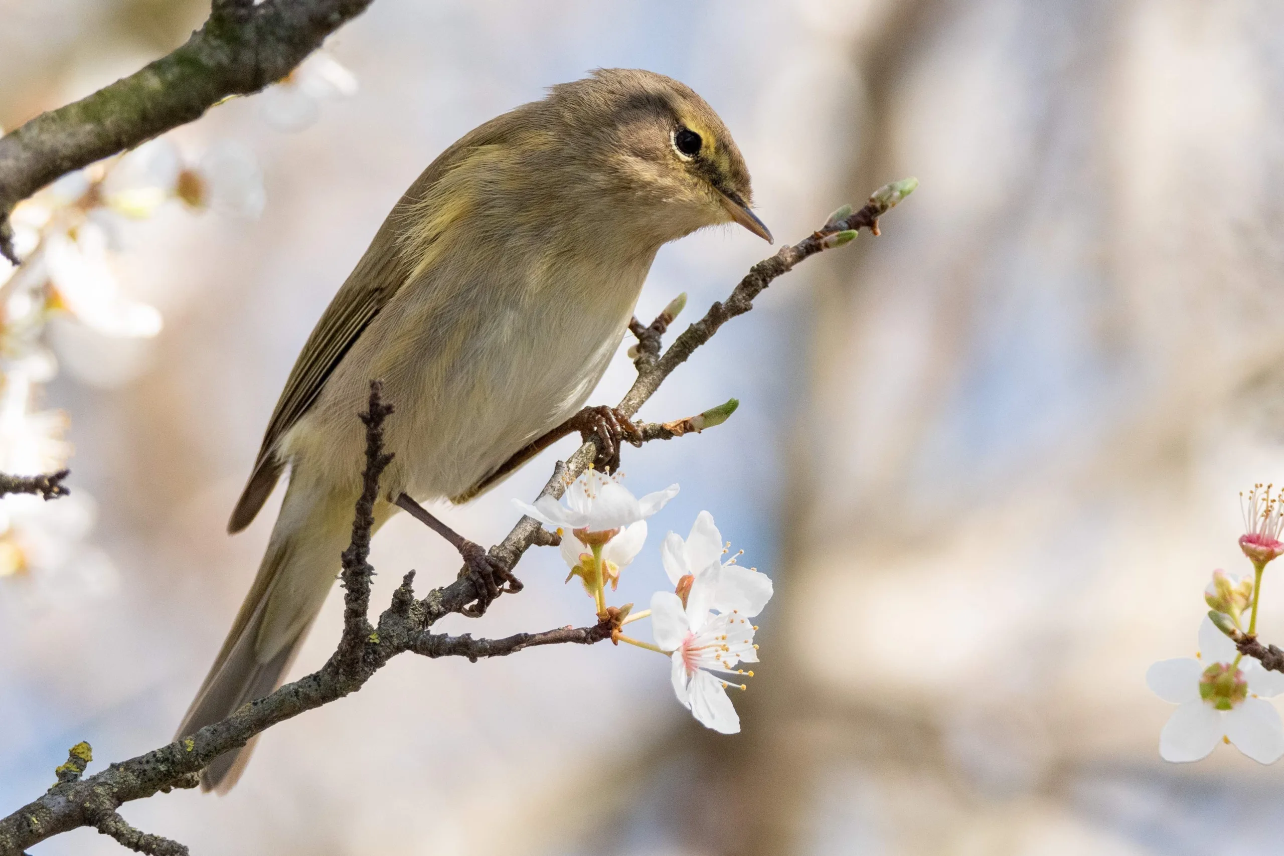 Een merel zit op een tak, omringd door groene bladeren en bloemen. De vogel heeft glanzend zwarte veren, een fel oranje snavel en een scherp oog. De achtergrond is licht en geeft een gevoel van een zonnige dag in de natuur.