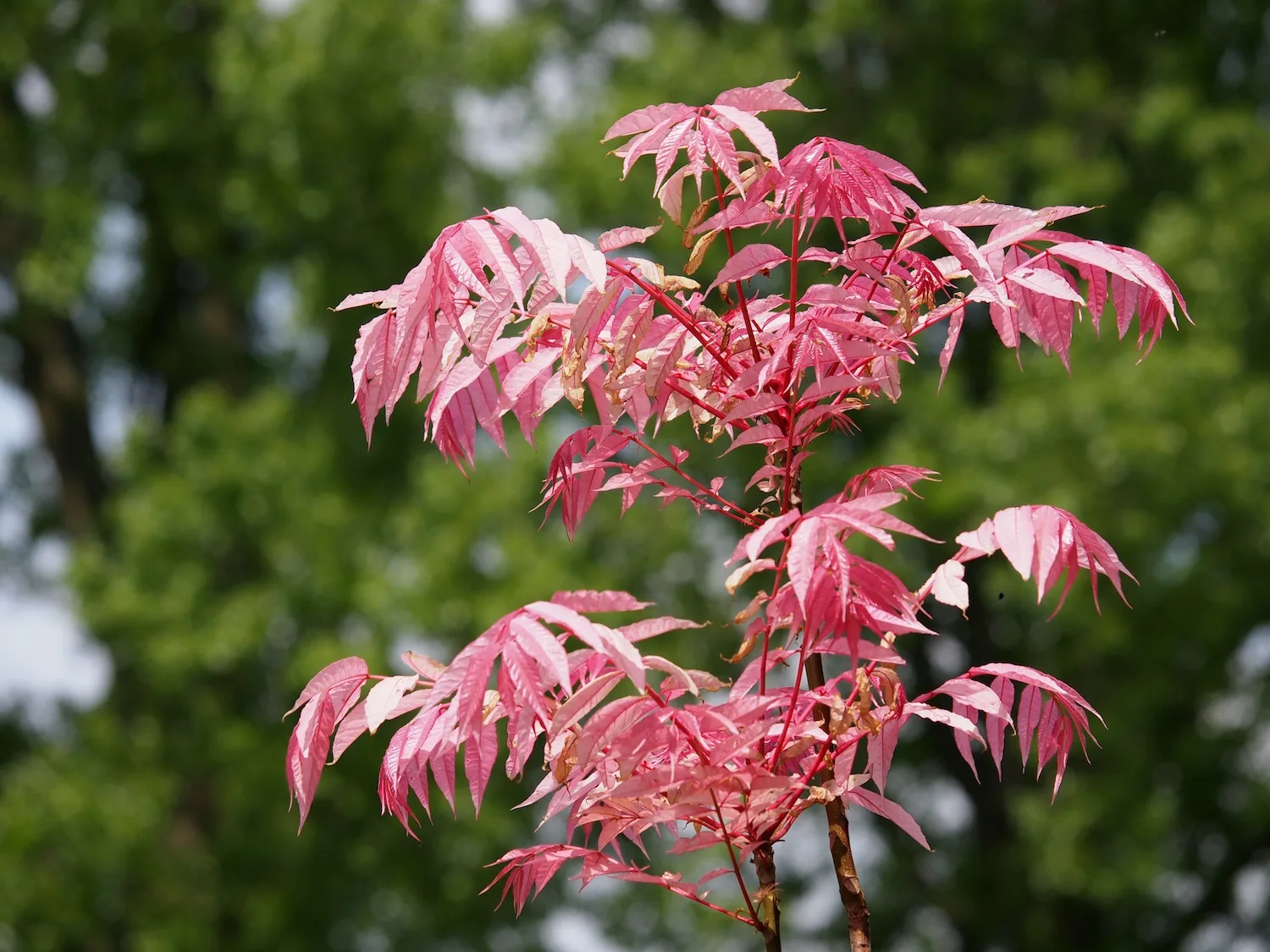 Uiensoepboom (Toona sinensis flamingo)