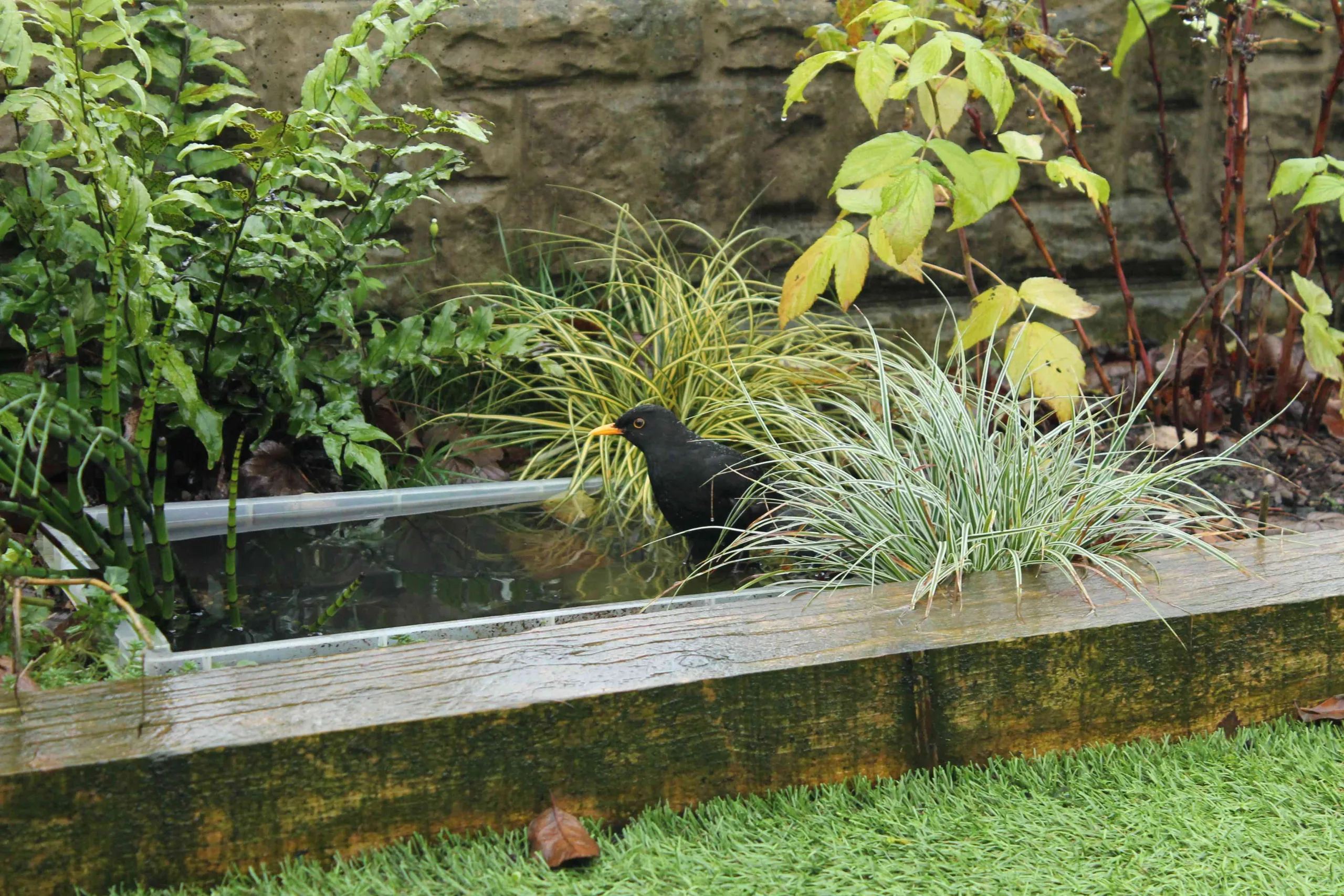 Male blackbird bathing in a tiny container garden pond