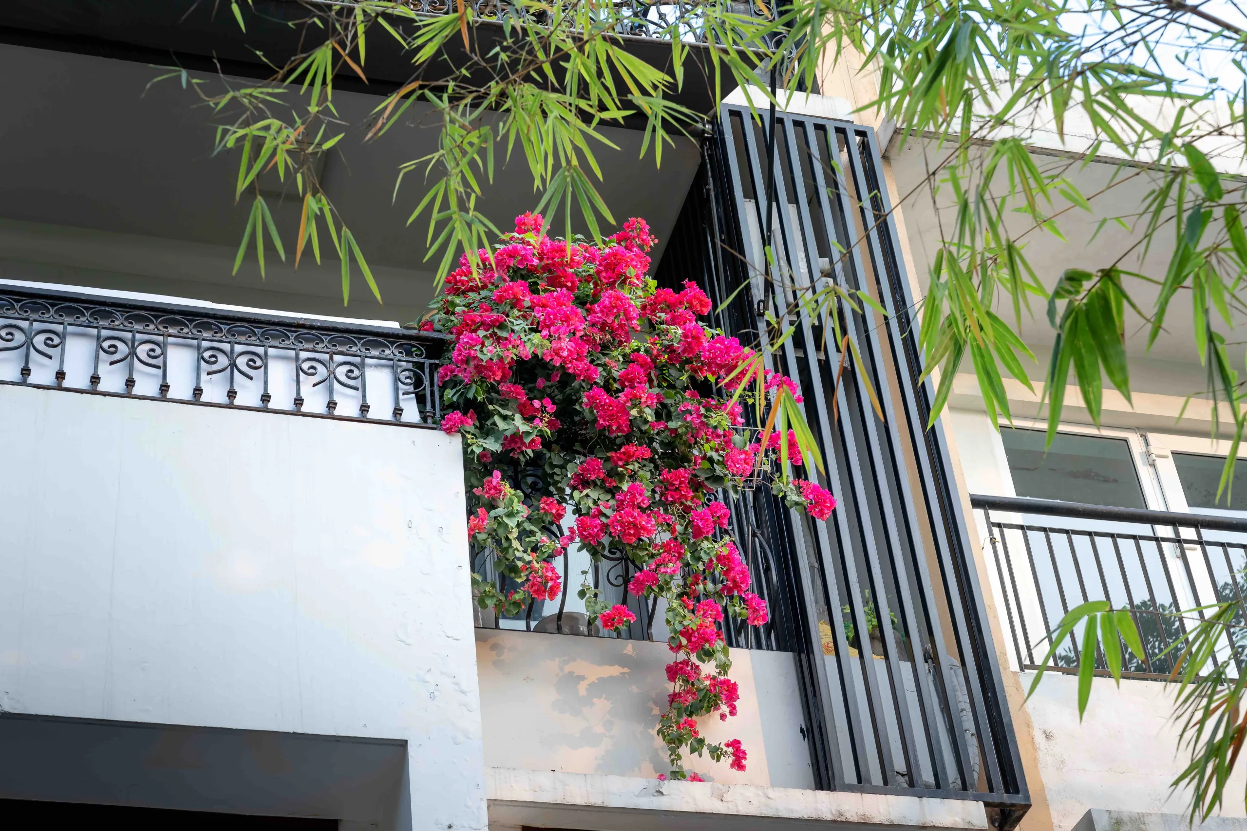 Een zonnig balkon met een kleurrijke bougainvillea die in volle bloei staat. De bougainvillea heeft levendige roze bloemen en is geplant in een pot. Het balkon is omgeven door een reling en heeft een vloer van houten planken. Op de achtergrond zijn enkele stadsgebouwen en een heldere blauwe lucht te zien, wat een rustige en aangename sfeer creëert. De plant brengt een explosie van kleur en leven naar de buitenruimte.