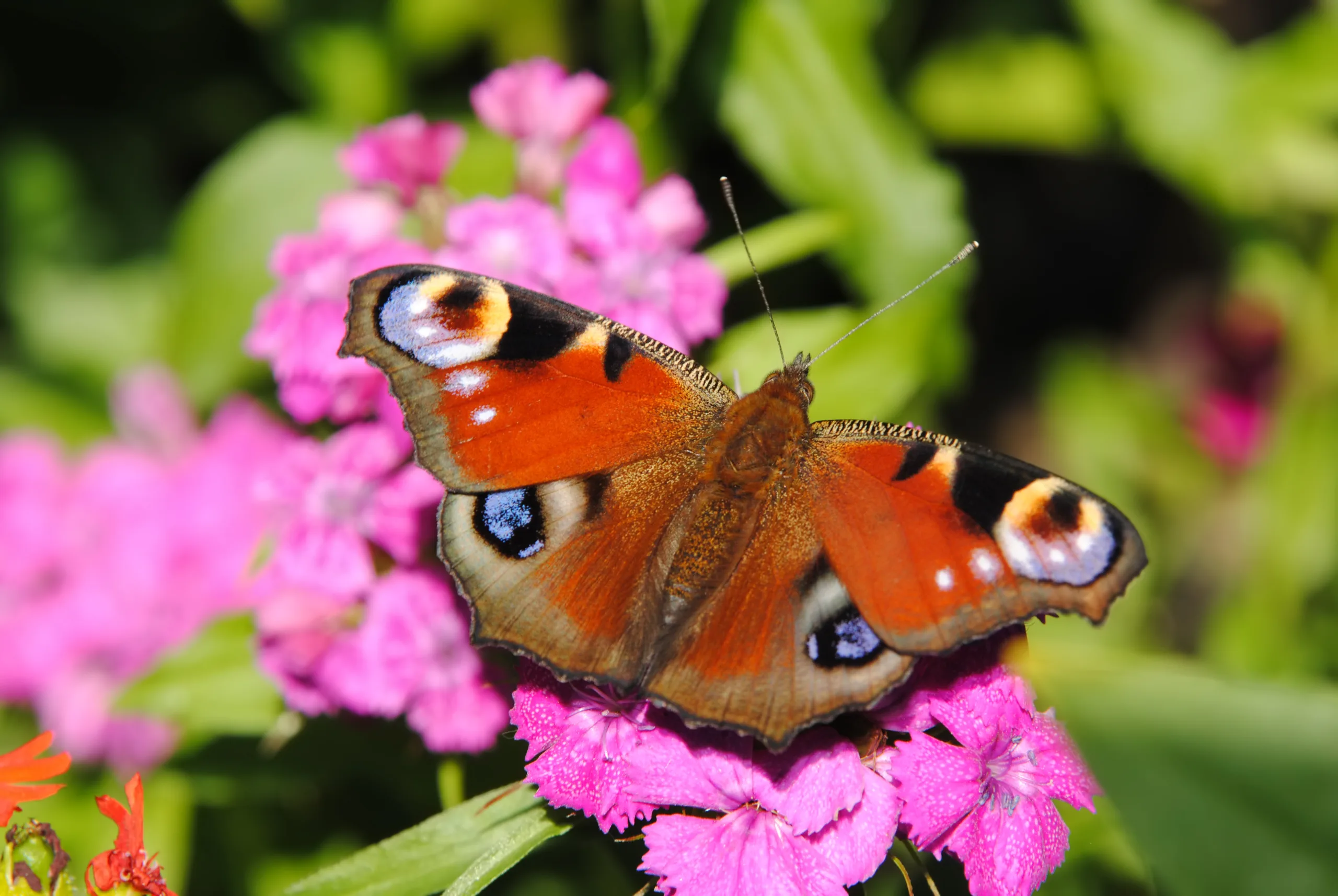 Een dagpauwoog vlinder zit op een roze bloem