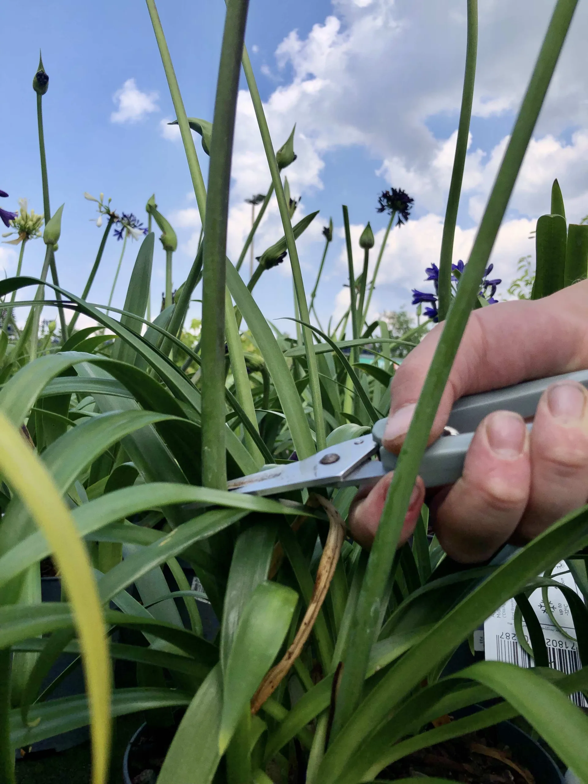 Tuinplant snoeien bij tuincentrum Steck in Utrecht Overvecht