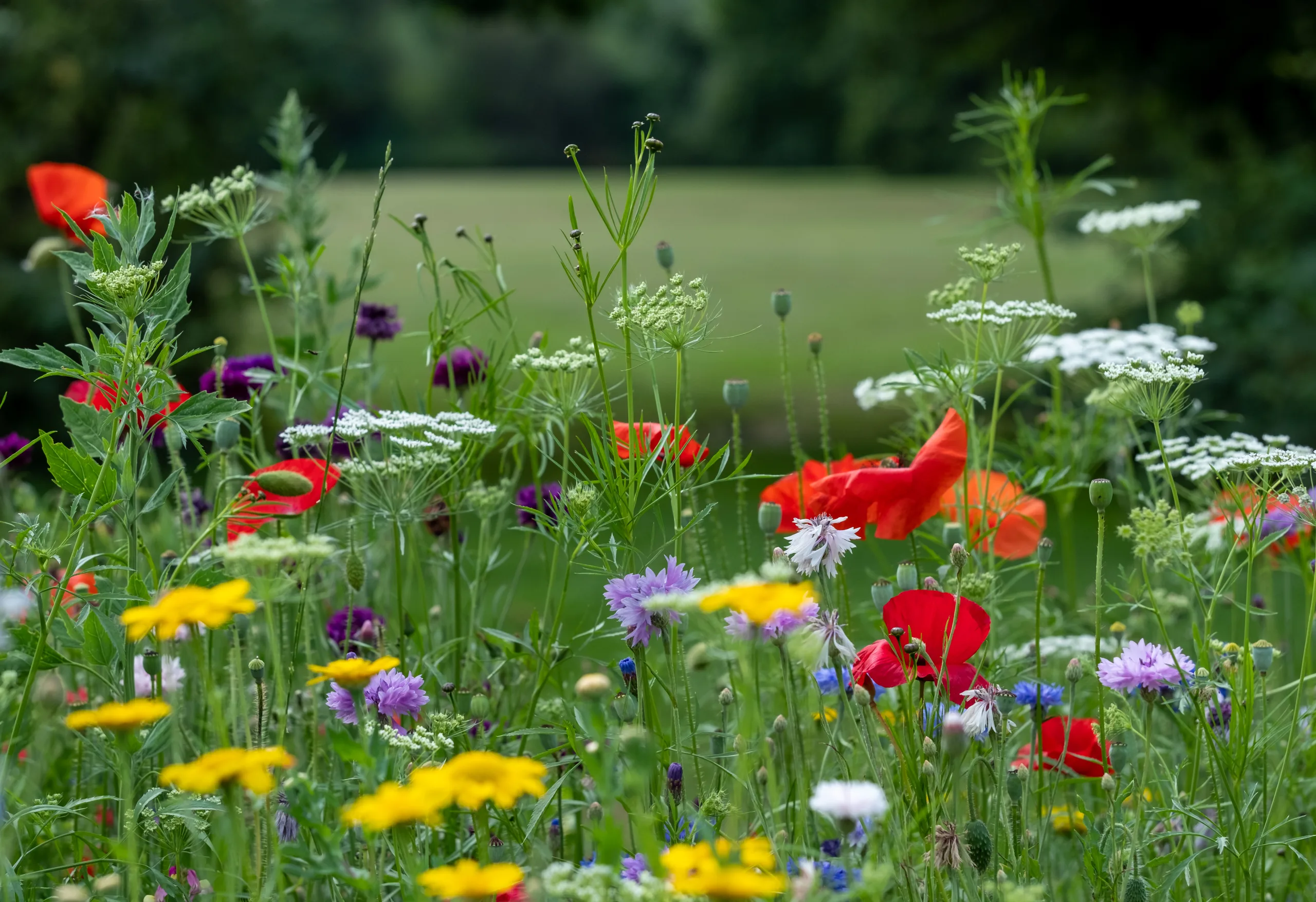 Bloemenweide met allerlei verschillende soorten bloemen