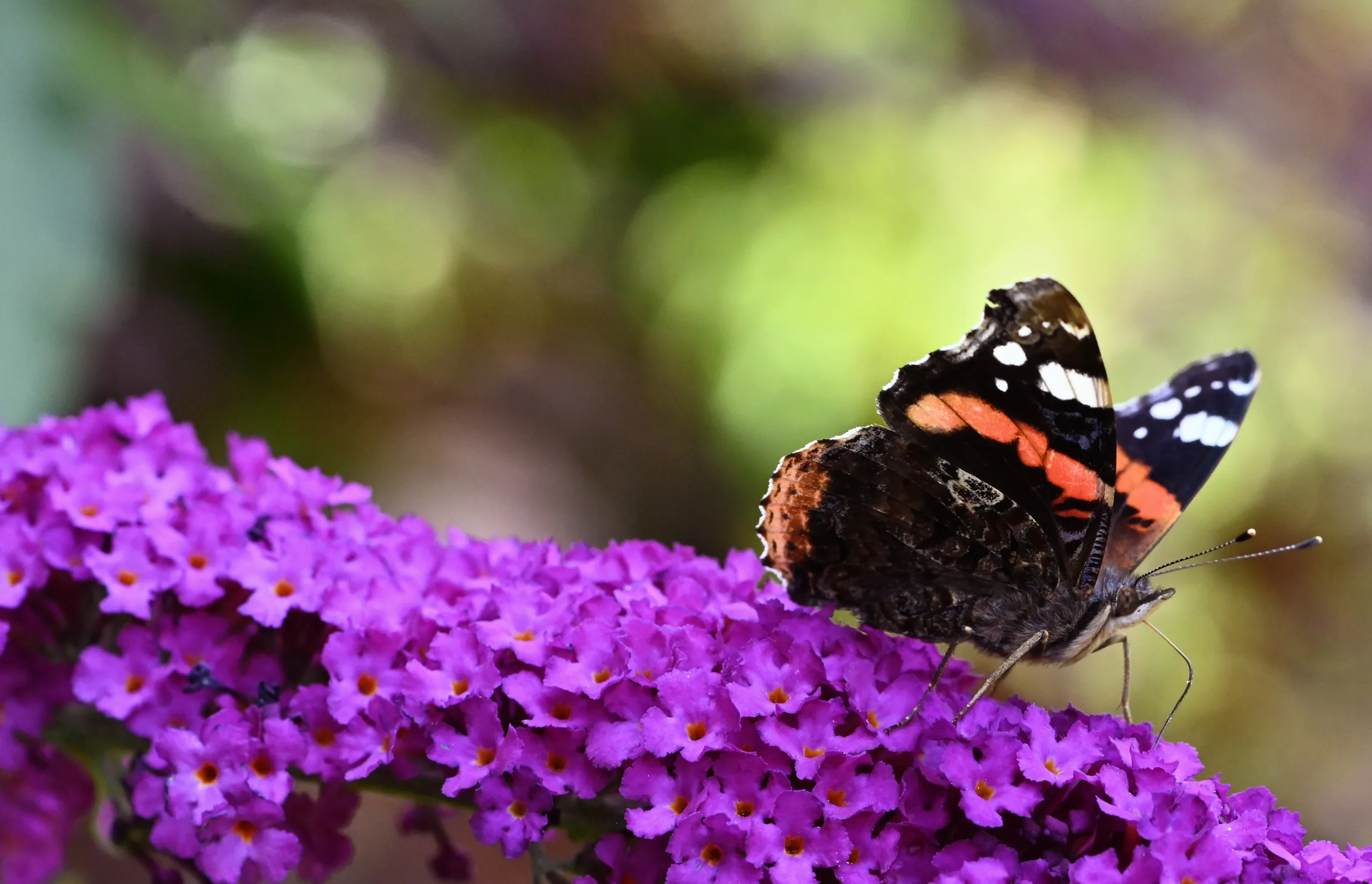 Atalanta vlinder zit op een paarse plant genaamd Buddleja Davidii