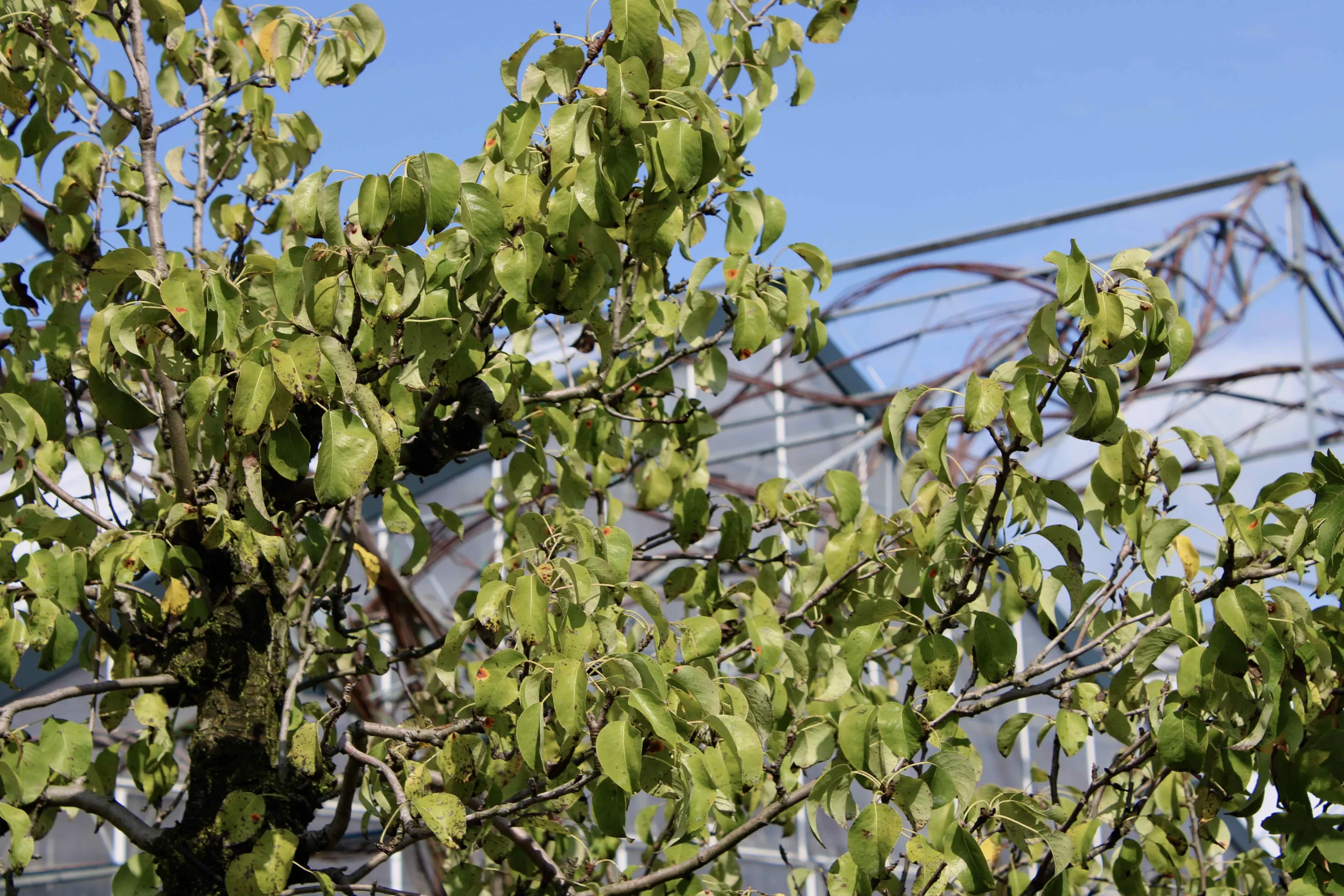 Fruitboom bij tuincentrum Steck in Utrecht Overvecht