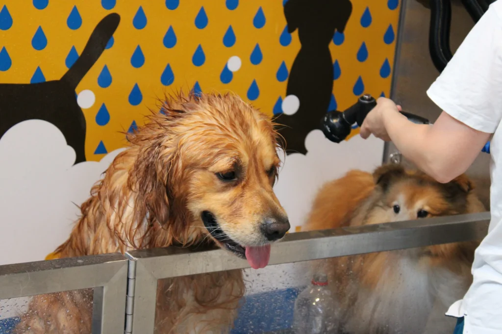 Twee honden worden gewassen in de hondenwasserette van Steck in Utrecht Overvecht