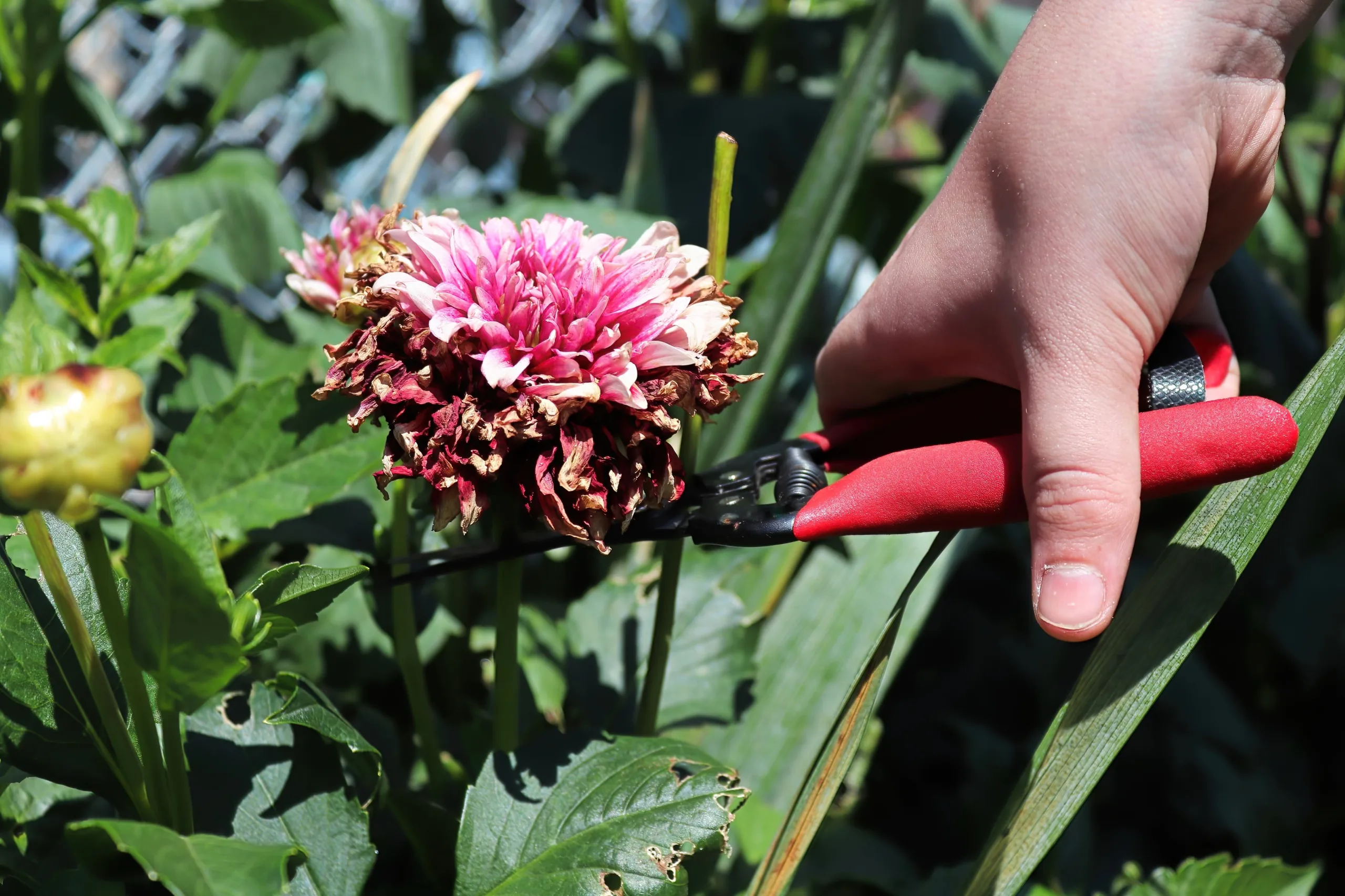 Een bloeiende dahlia wordt gesnoeid