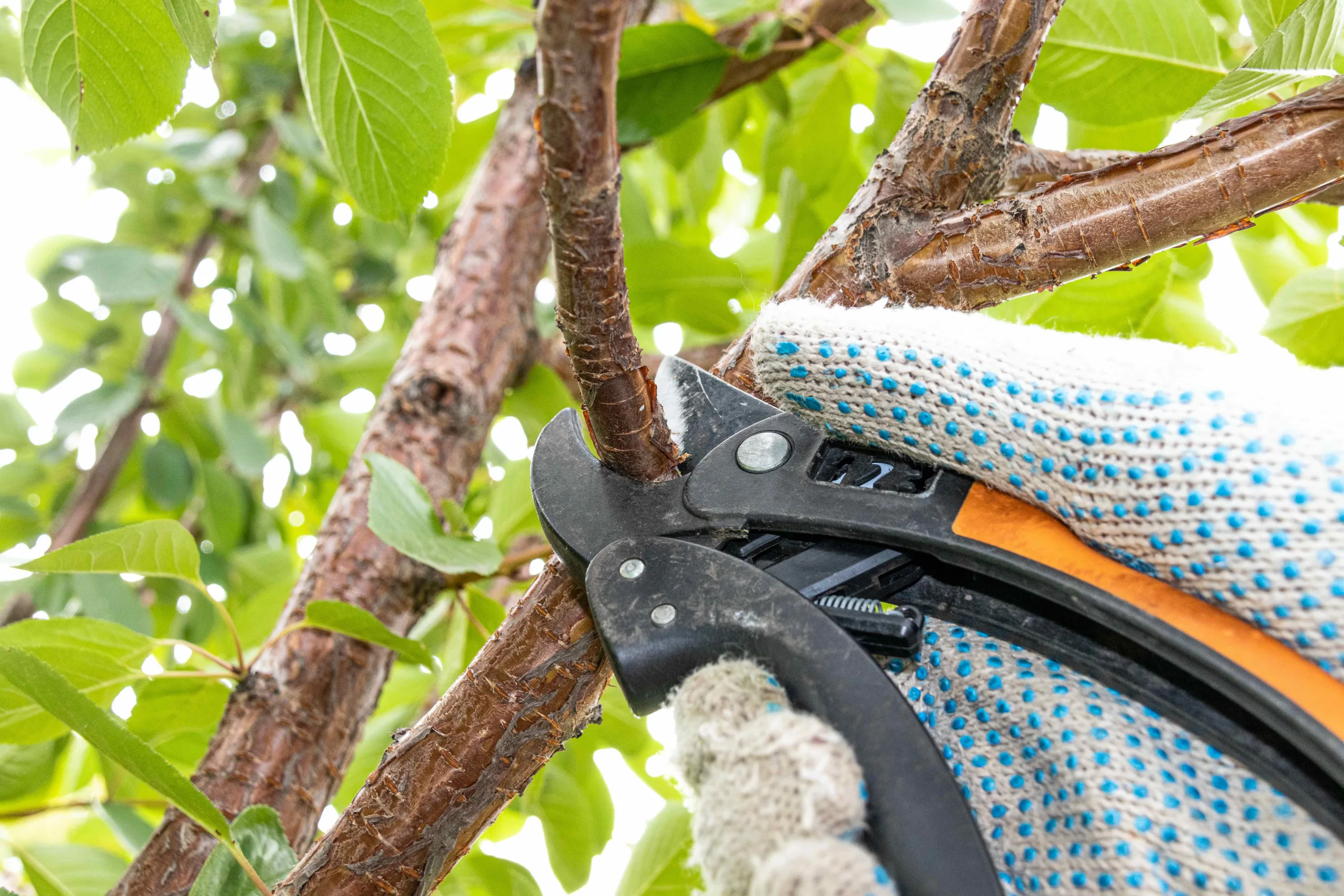 Kersenboom wordt gesnoeid bij tuincentrum Steck in Utrecht Overvecht