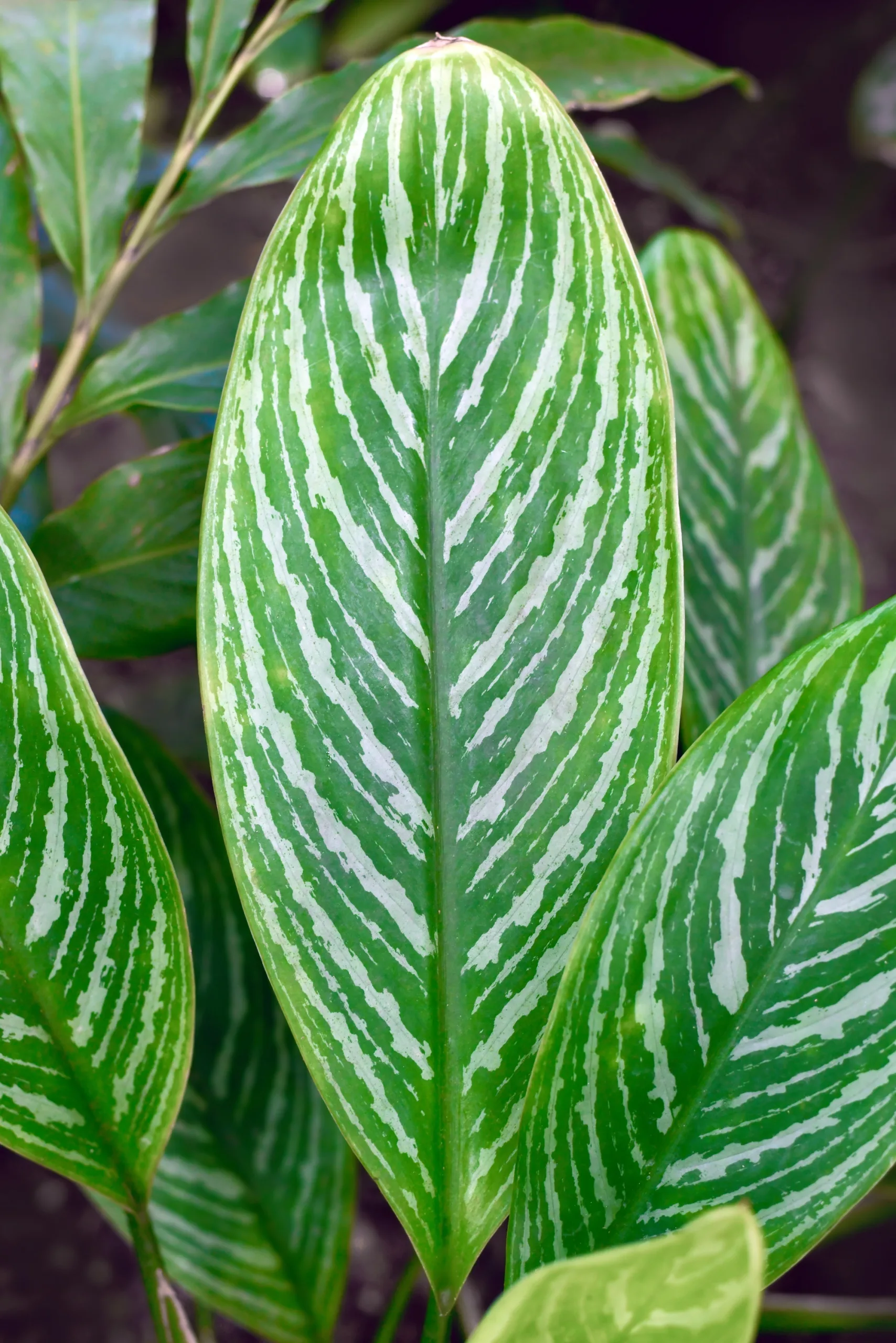 Aglaonema kamerplant bij tuincentrum Steck in Utrecht Overvecht