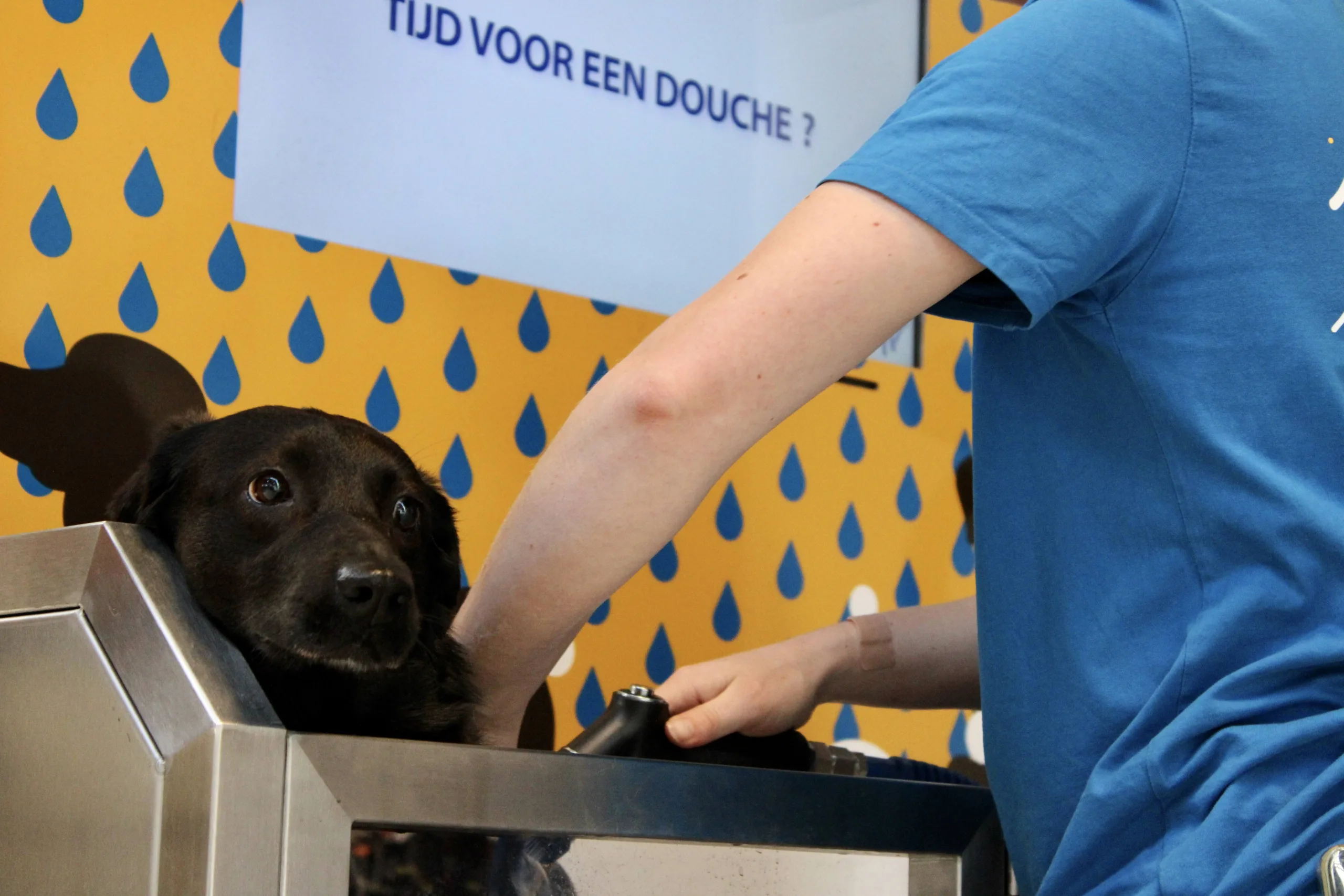 In de hondenwasserette van Steck wordt een zwarte labrador gewassen door een persoon in een blauw shirt