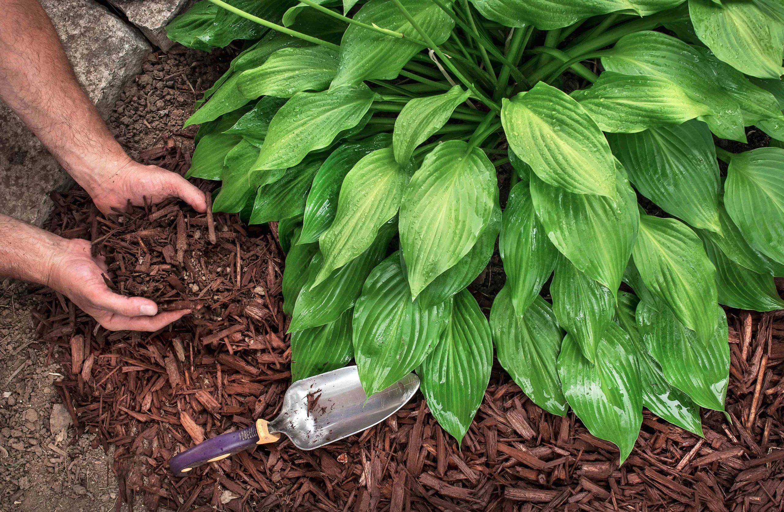 Handen met houtsnippers bij een hosta