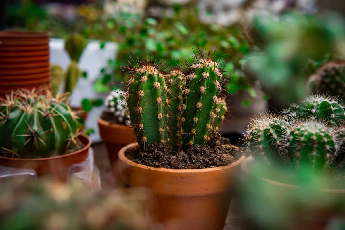 Een paar mooie cactussen in aardewerken potjes