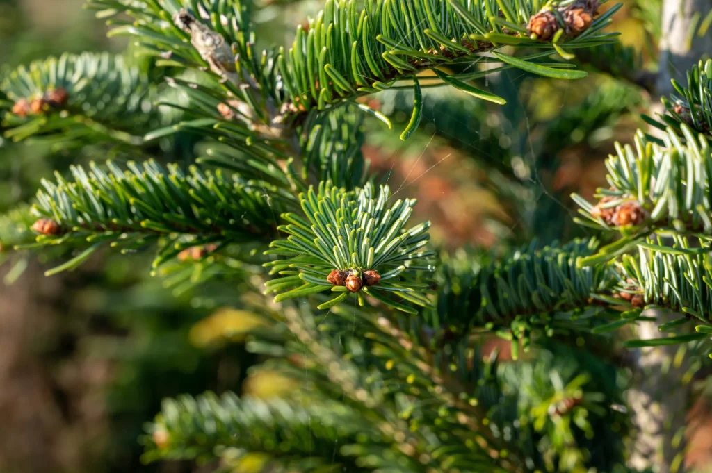 Normann kerstboom in utrecht