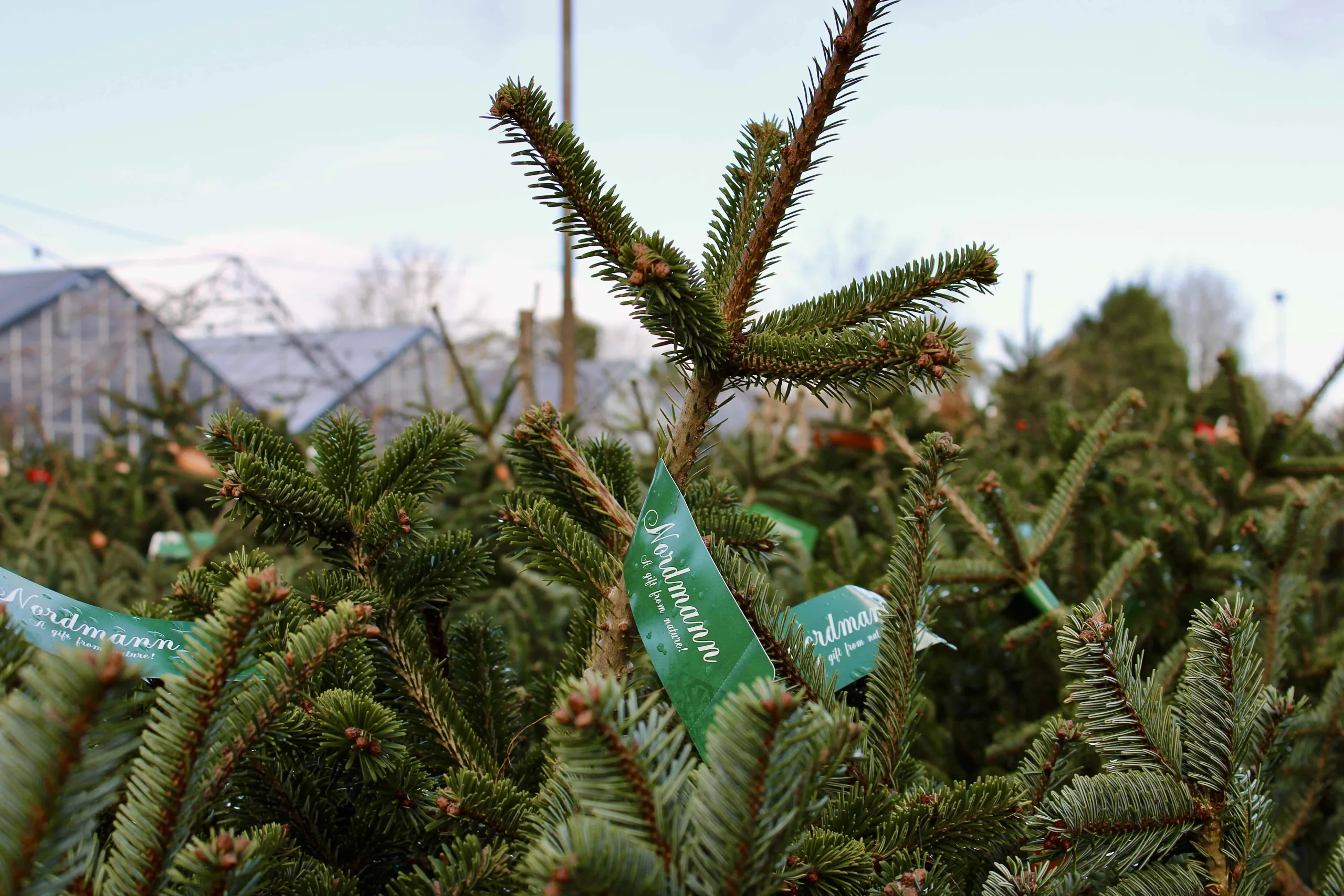 Nordmann kerstbomen in Utrecht bij Steck in Overvecht