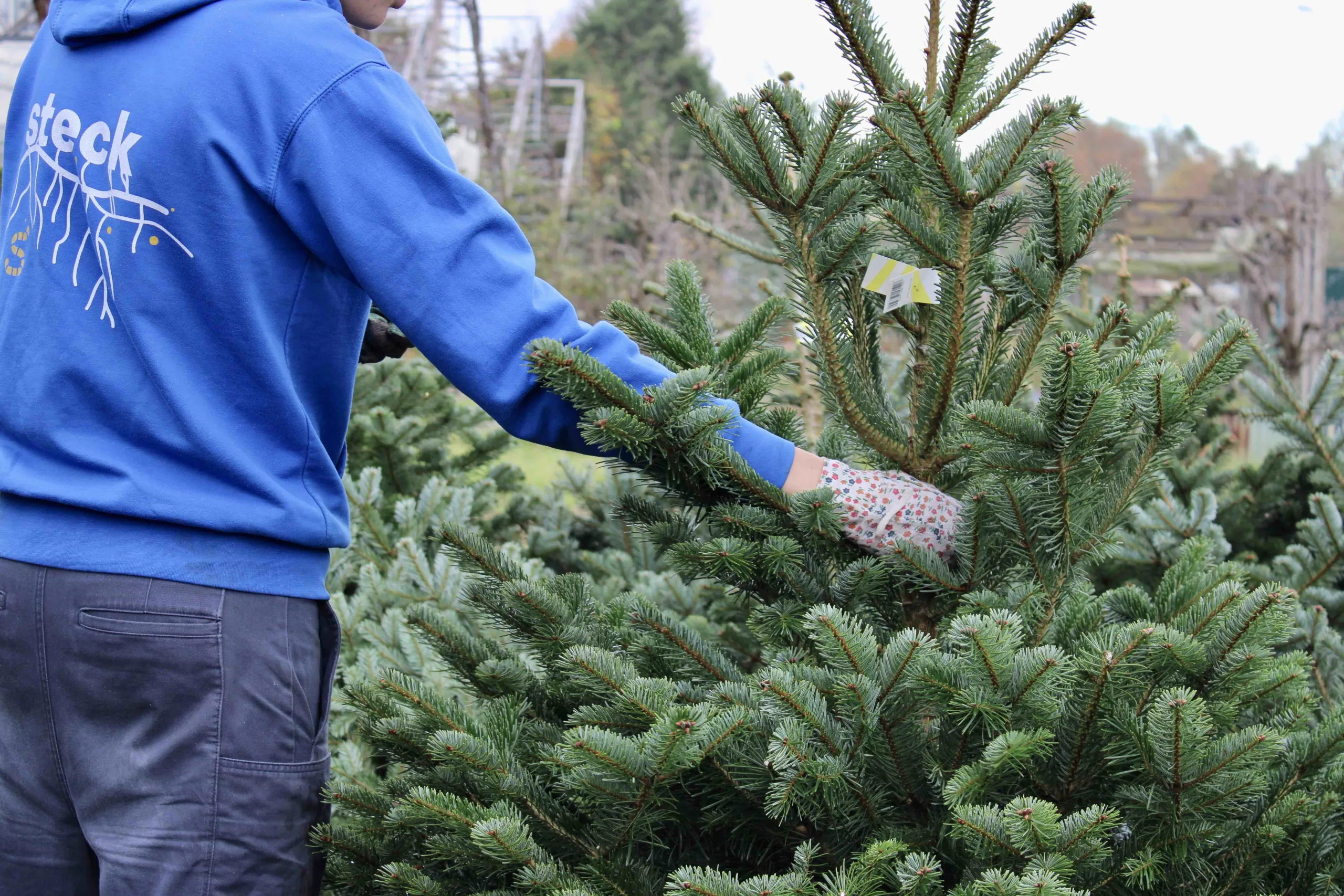 Nordmann kerstboom bij tuincentrum Steck