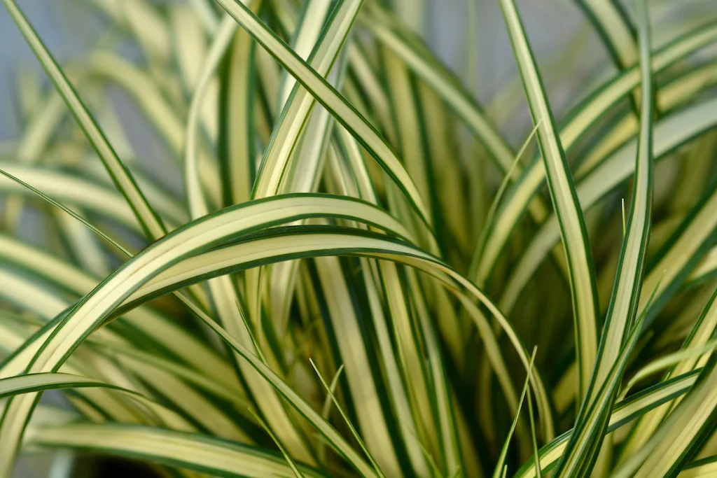 Carex oshimensis Evergold