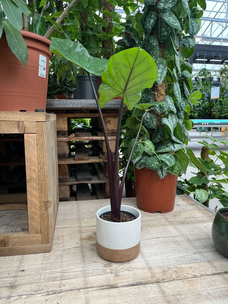 Alocasia Black Cobra - kamerplant