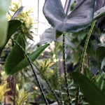 Alocasia kamerplant in tuincentrum Steck in Utrecht Overvecht 2024