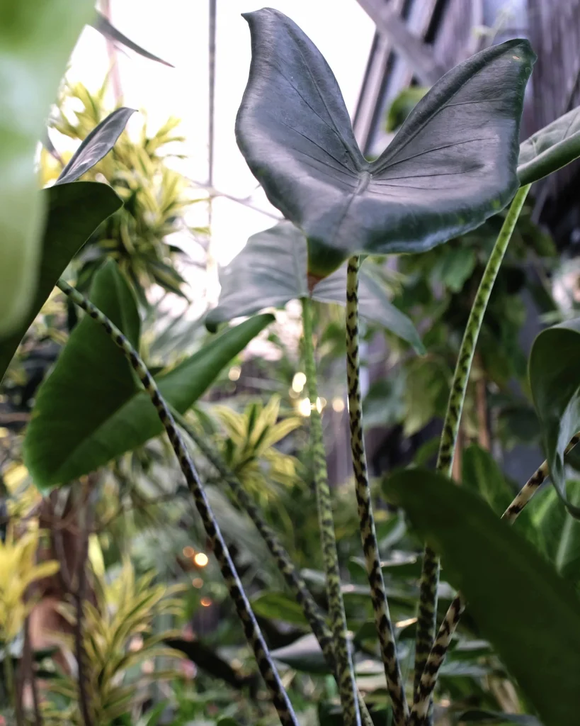 Alocasia kamerplant in tuincentrum Steck in Utrecht Overvecht 2024