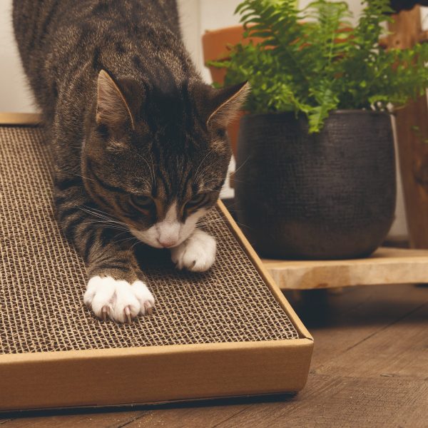 Blije kat thuis speelt met krabspeeltje krabhelling gerecycled