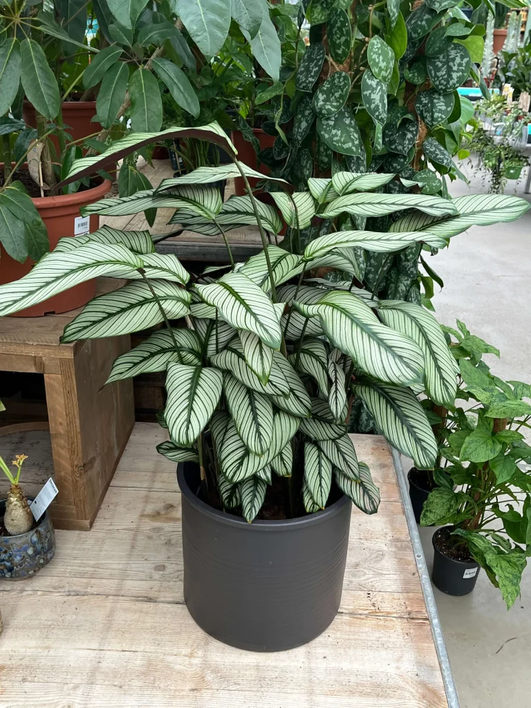 Calathea Whitestar - kamerplant